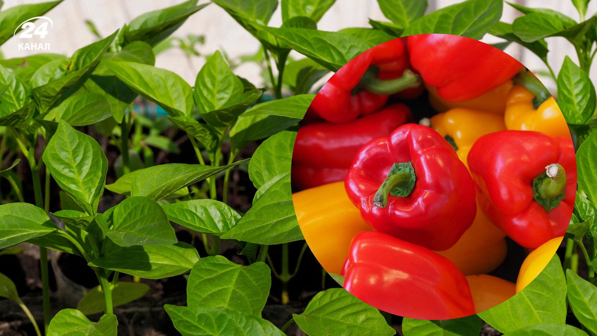 Врожай вас здивує: коли сіяти перець у березні, щоб отримати міцну розсаду - Агро 24