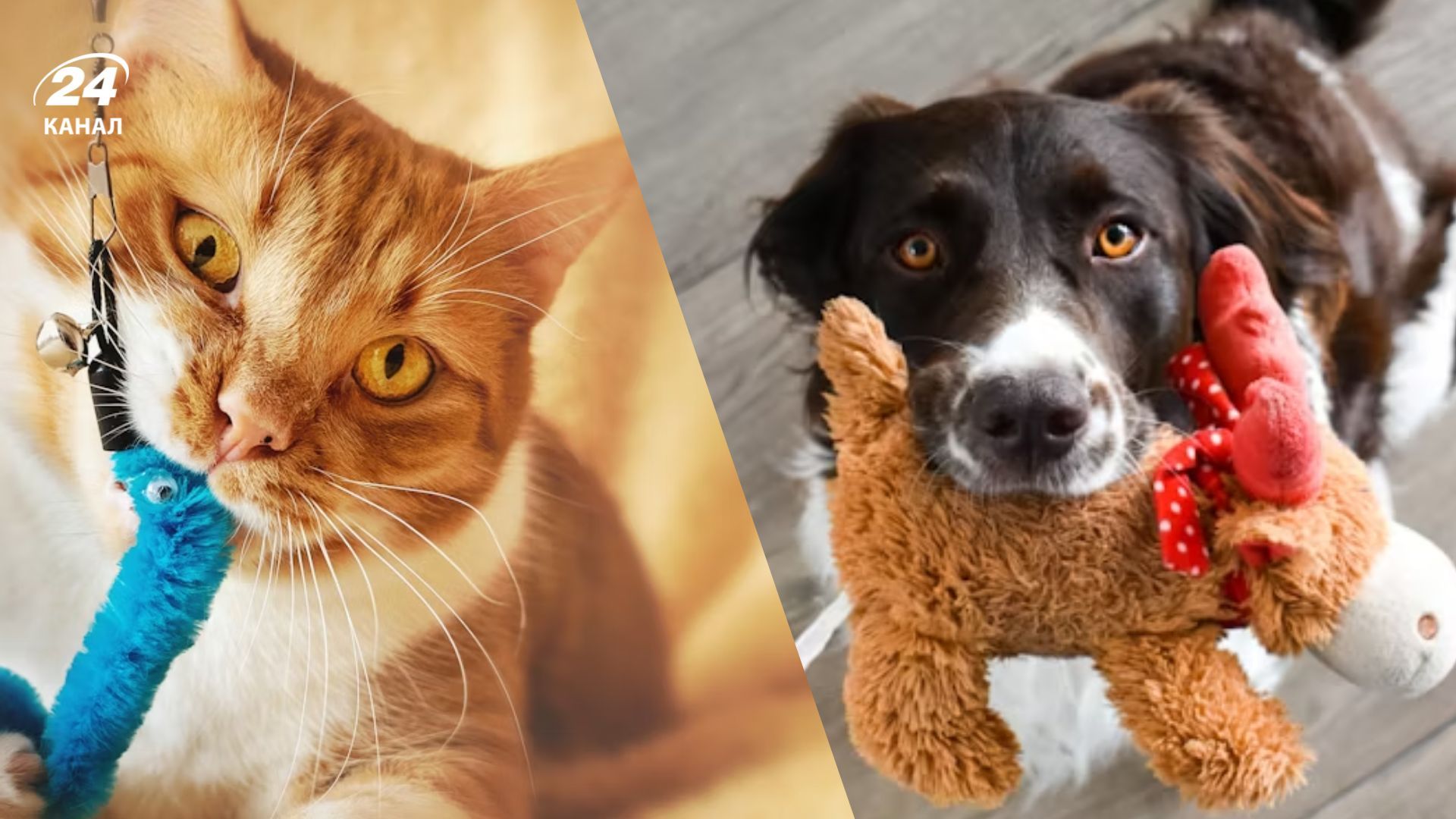 Які іграшки обрати для домашніх улюбленців