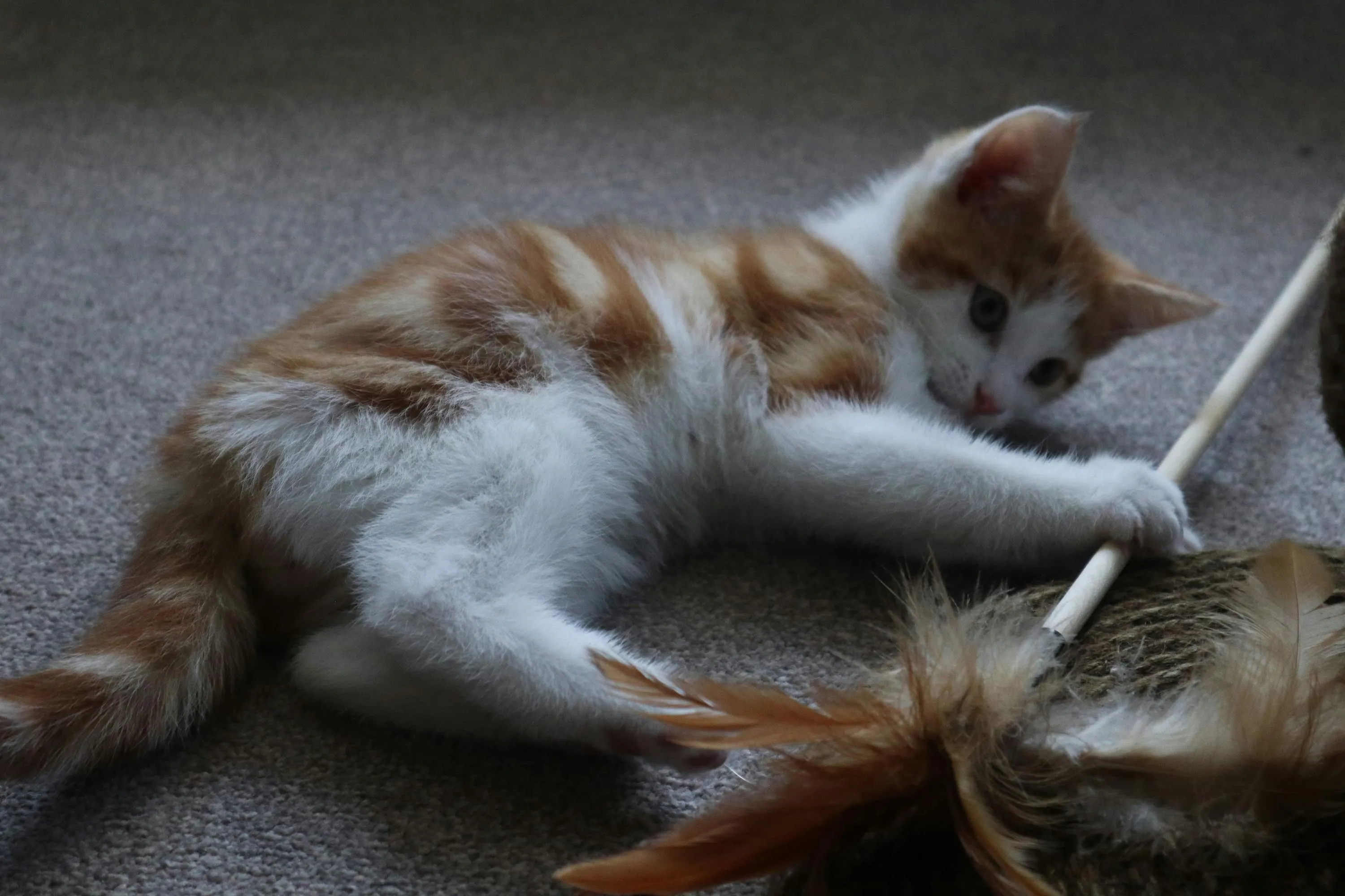 Іграшки для котів Іграшки для котів