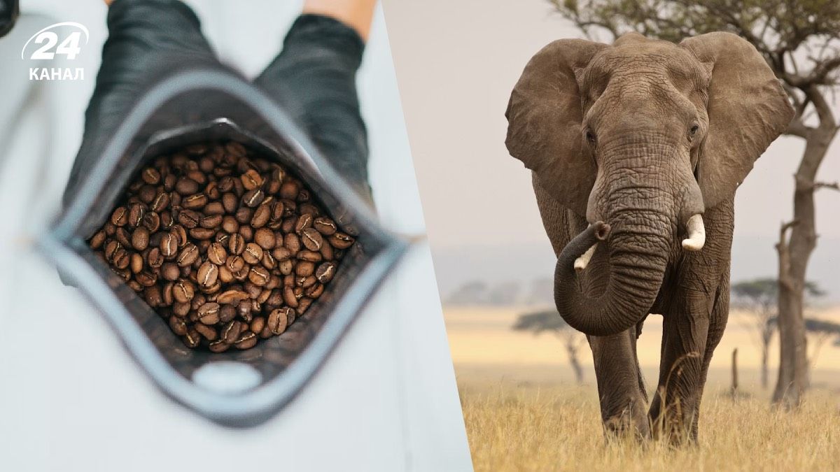 Какой кофе является самым дорогим в мире