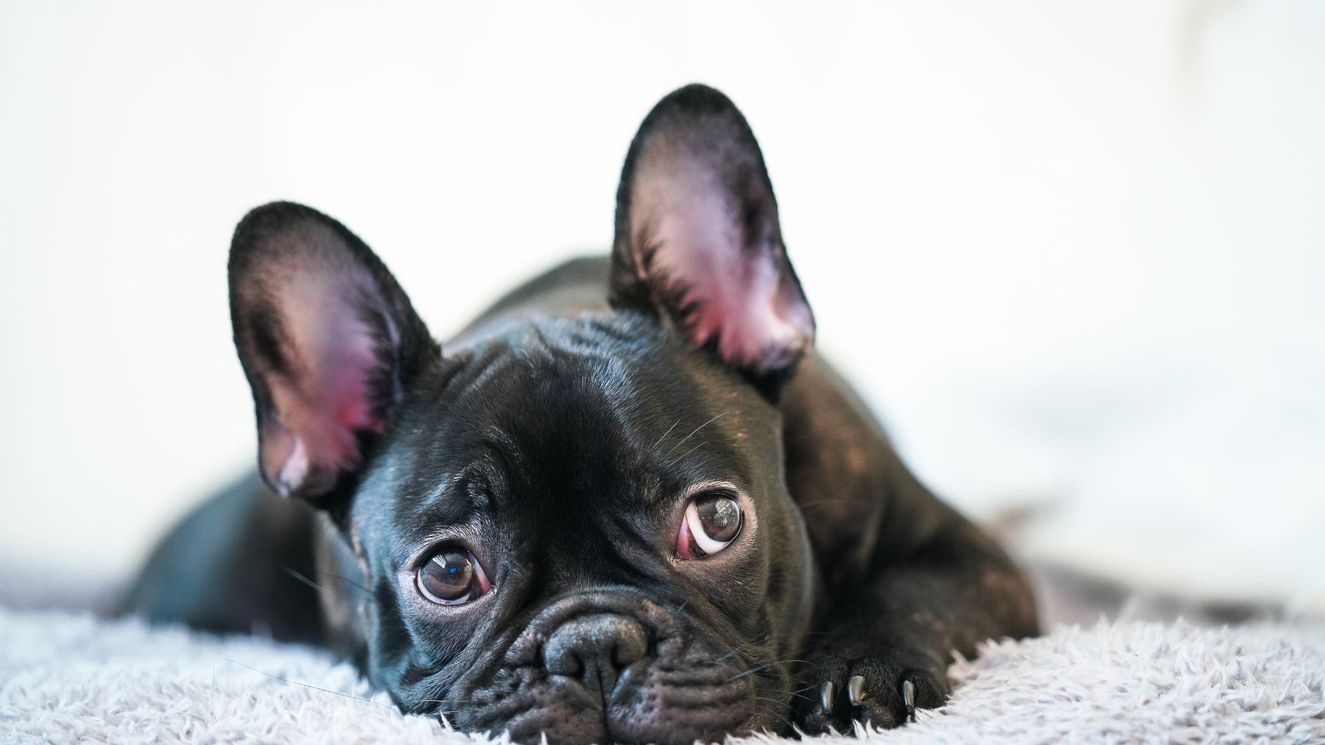 За що люди обожнюють французьких бульдогів