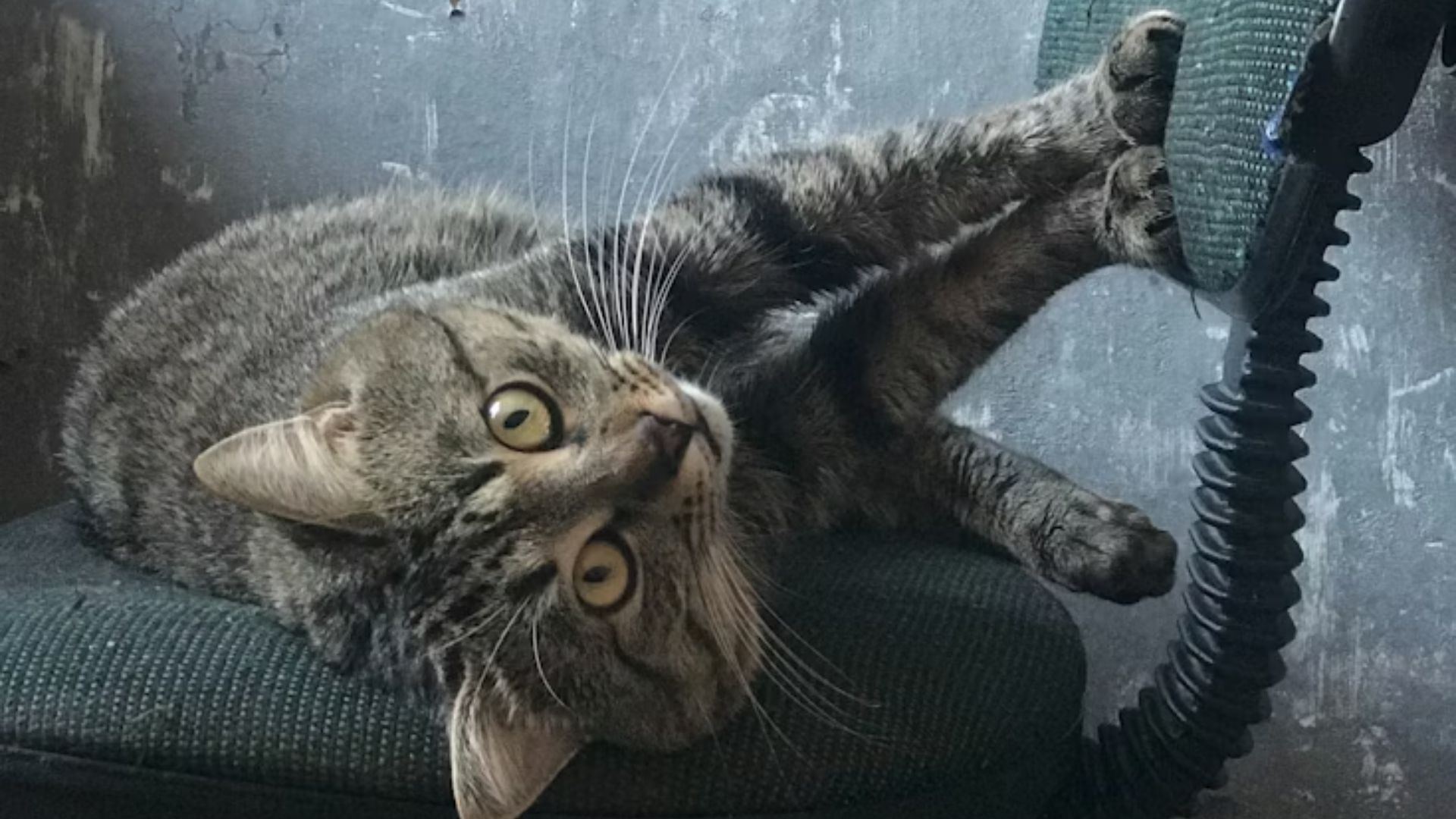 Як відучити кота дряпати меблі - Pets