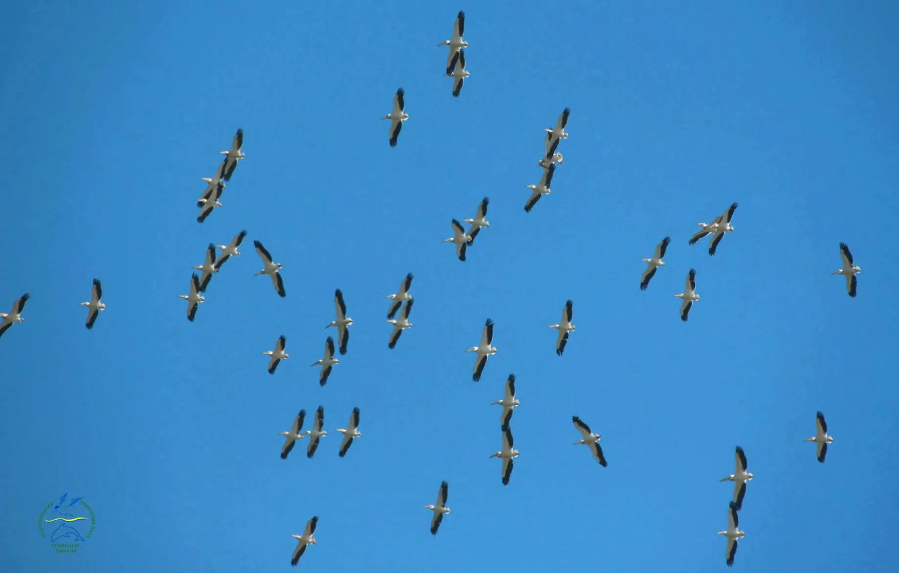 Рожеві пелікани Одещина Тузлівські лимани Дунайський біосферний заповідник 