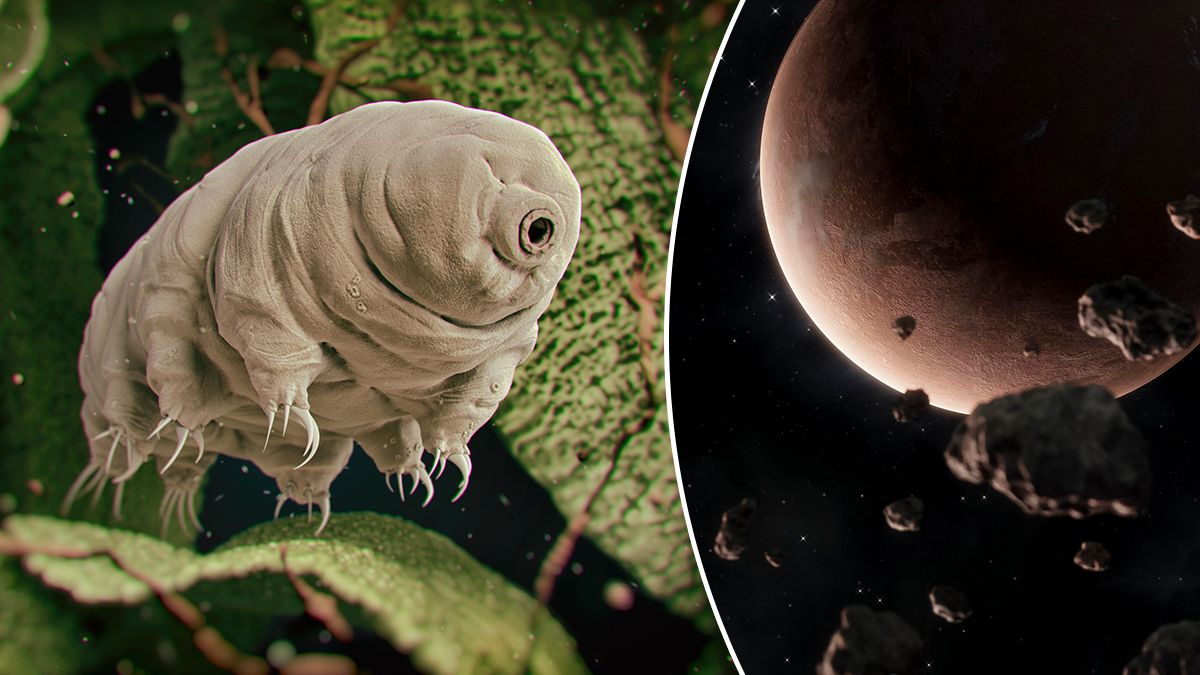 Тихоходи на Марсі – дослідження ставить під сумнів виживання організмів у марсіанському ґрунті