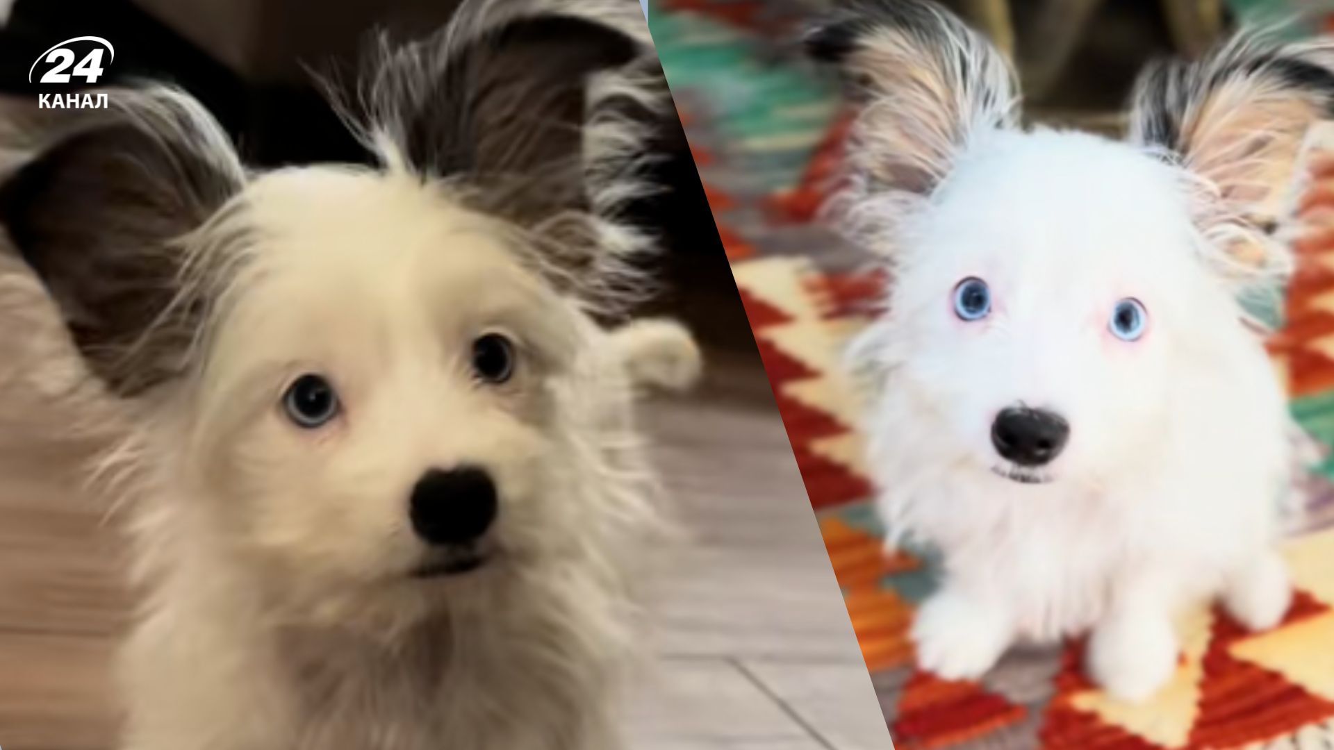 Власниця прихищеного песика розповіла про його породу Власниця прихищеного песика розповіла про його породу