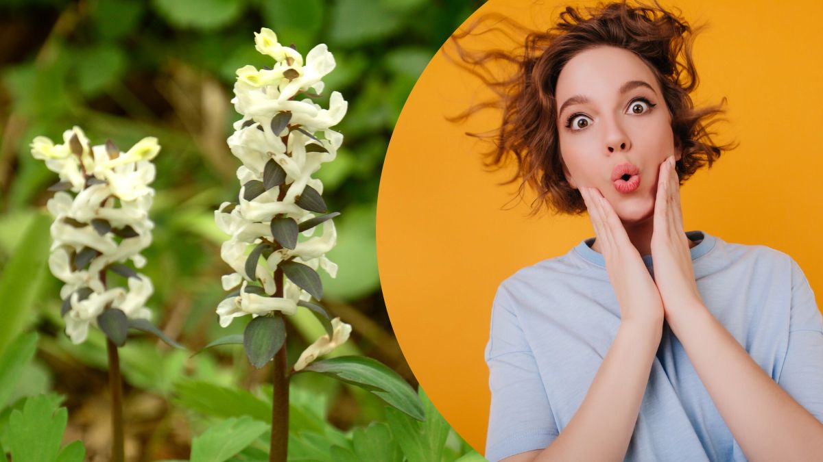 Как называется этот первоцвет?