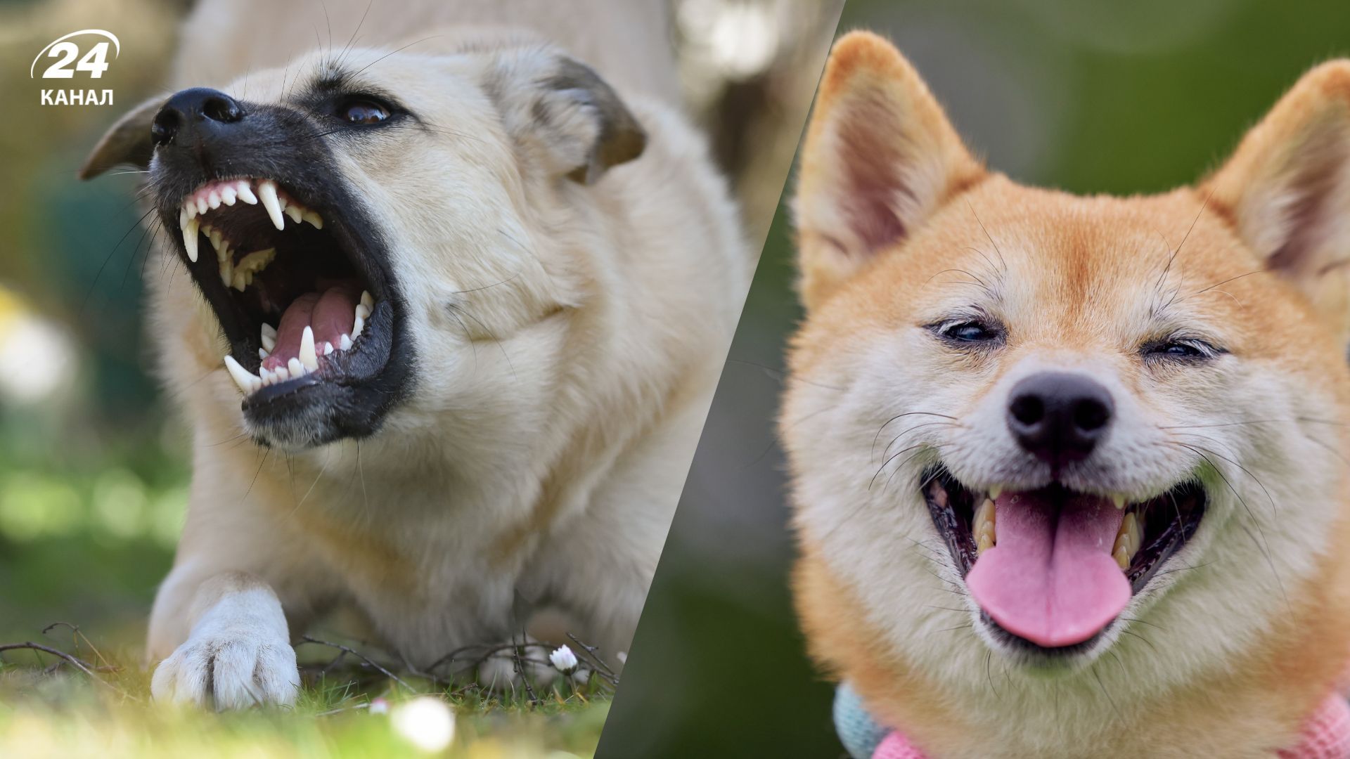 Ветеринар пояснила, як колір шерсті пов’язаний із характером собаки Ветеринар пояснила, як колір шерсті пов’язаний із характером собаки