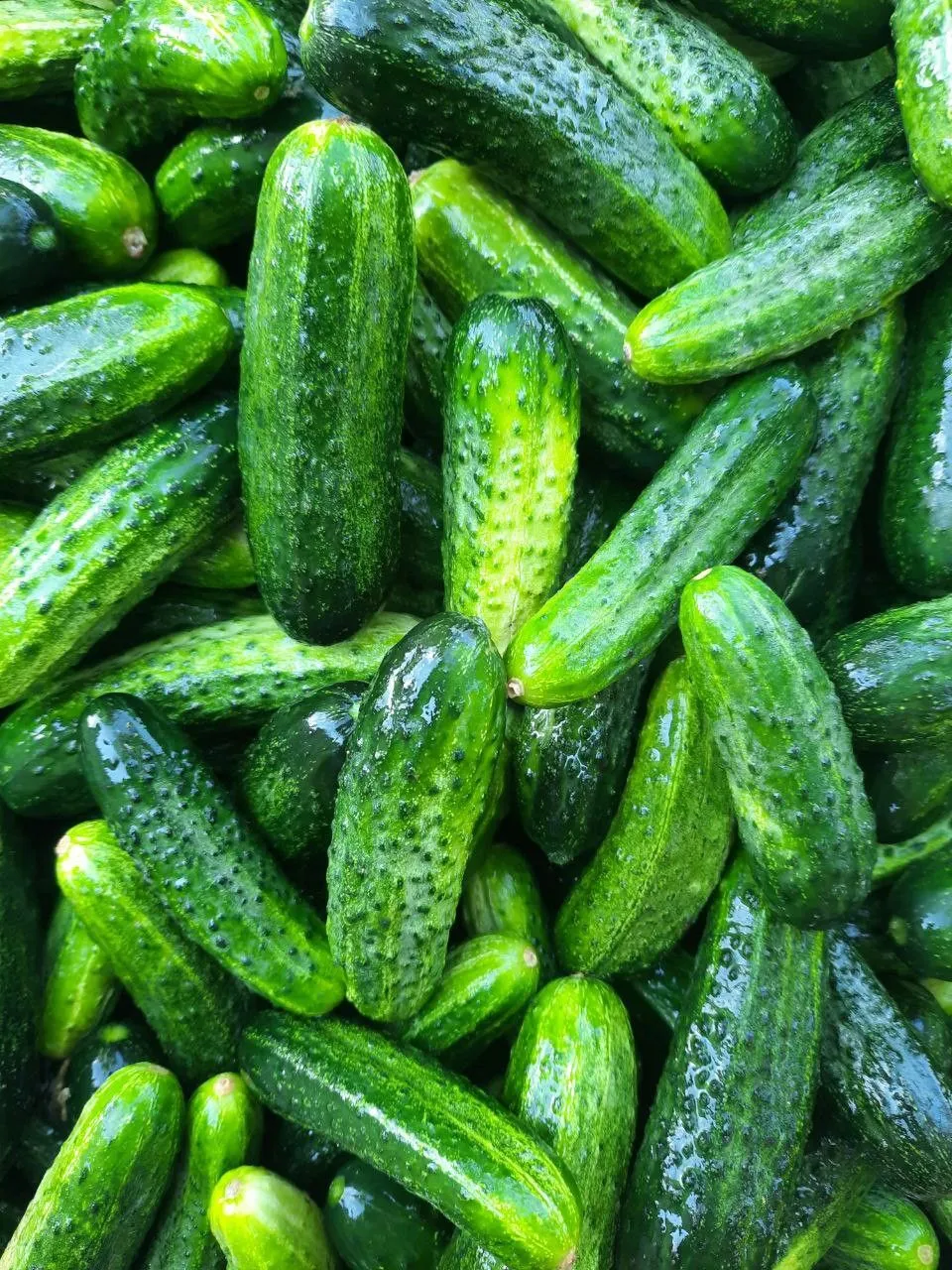 Якісний метод вирощування пришвидшить ріст огірків / Фото Pinterest