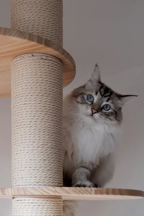 Дряпка для котика Дряпка для котика