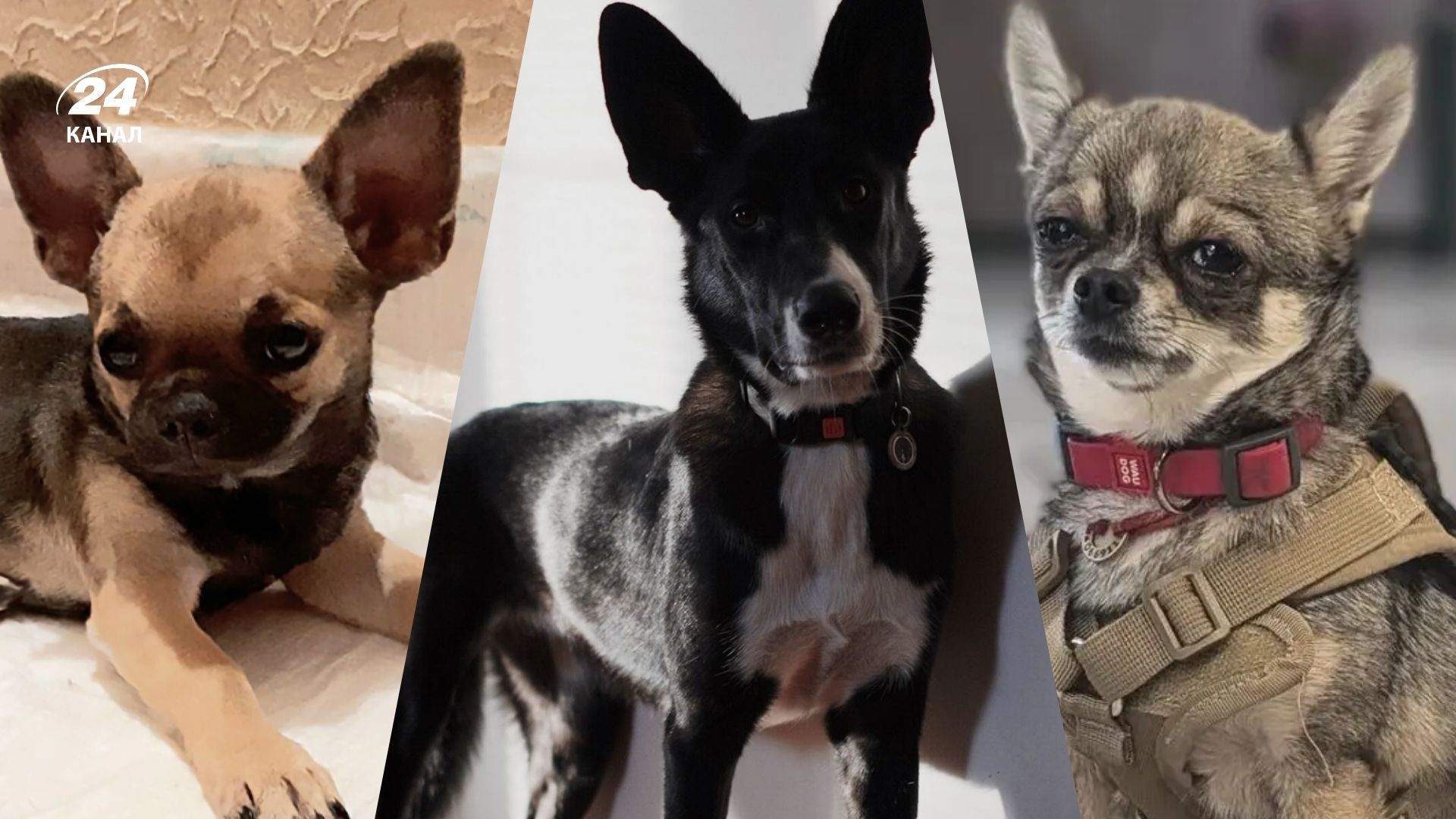 Історії неочікуваних трансформацій улюбленців