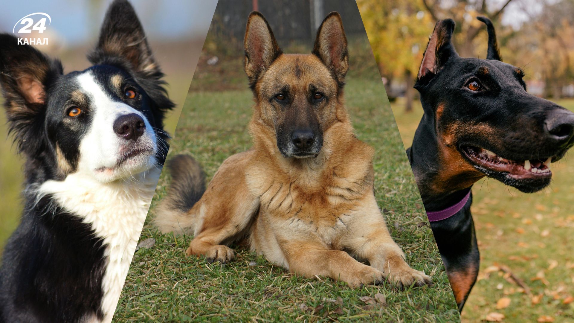 Топ-5 самых послушных собак