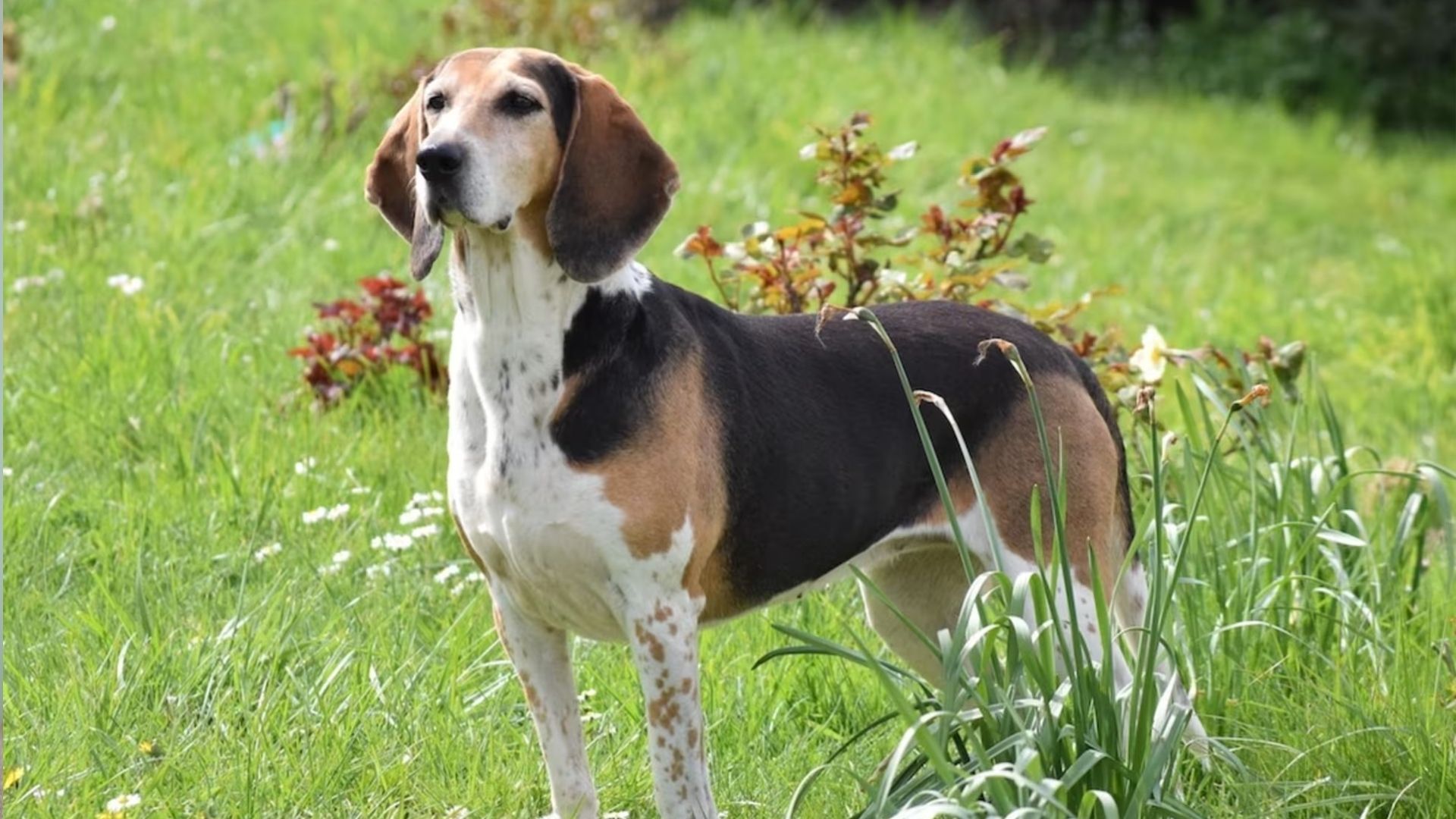 Редкий пес с древней историей: что известно о породе харьер