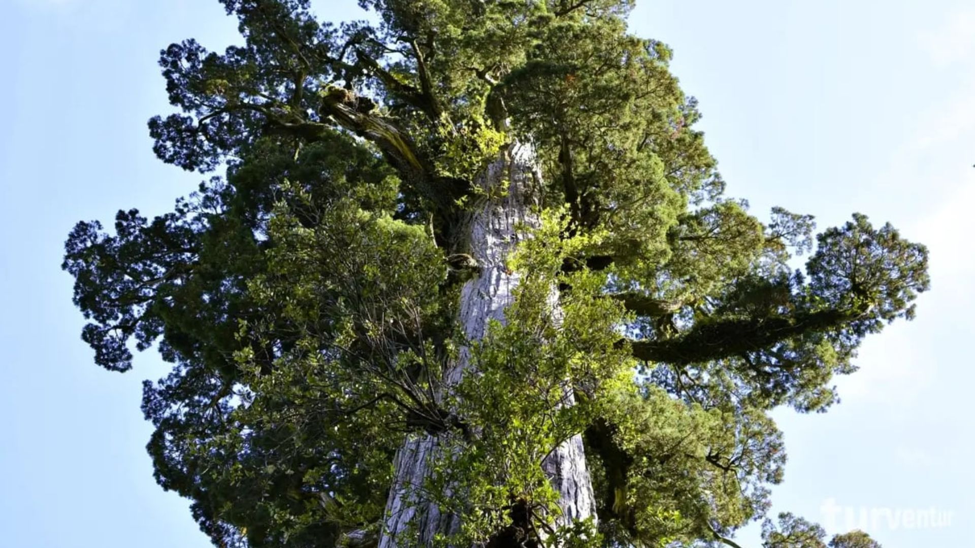 Алерце Алерце