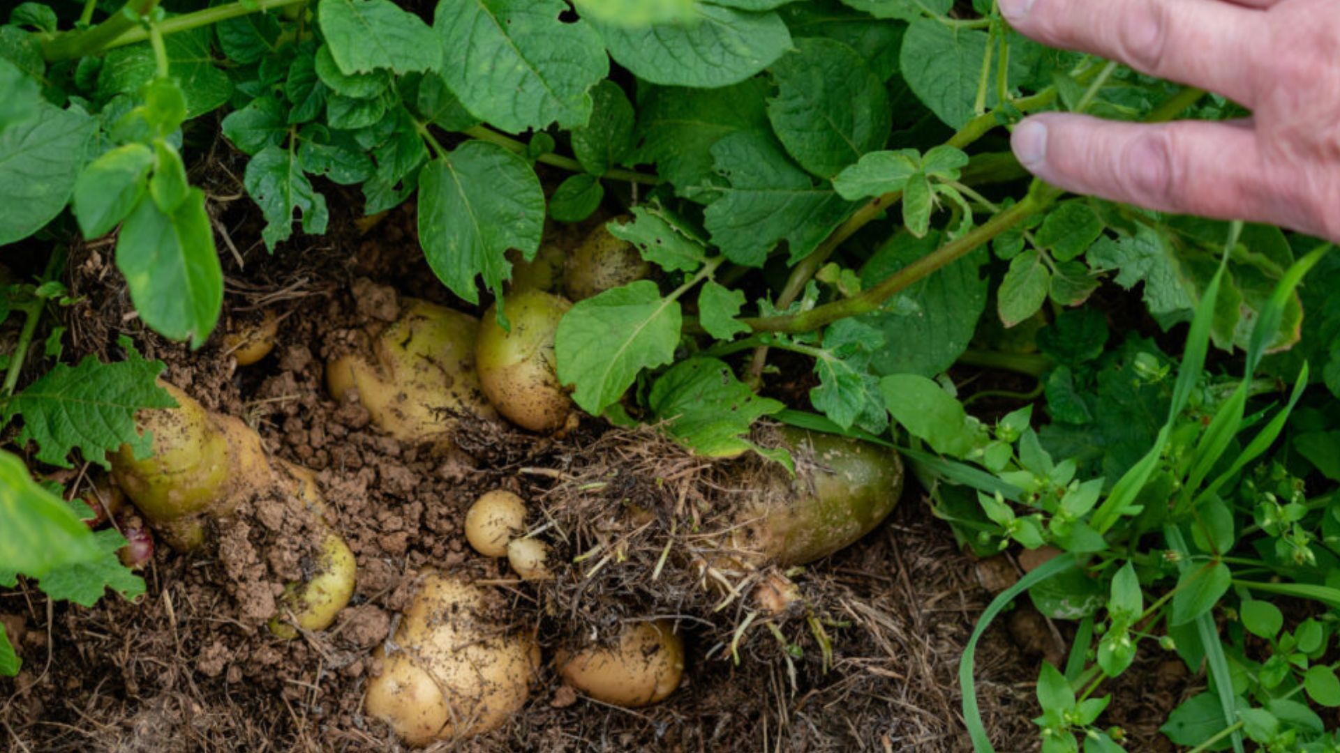 Багато фермерів у США використовують незвичайний спосіб вирощування картоплі – під мульчу Багато фермерів у США використовують незвичайний спосіб вирощування картоплі – під мульчу