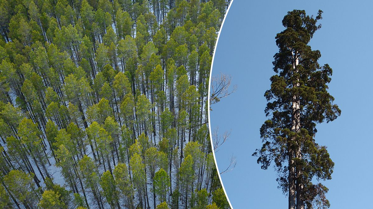 Грибы под деревьями алерсе в Чили –какая их роль в экосистеме мира