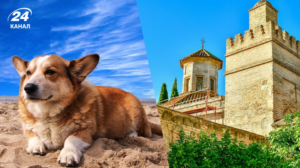 Для собачників в Іспанії вводять нове правило