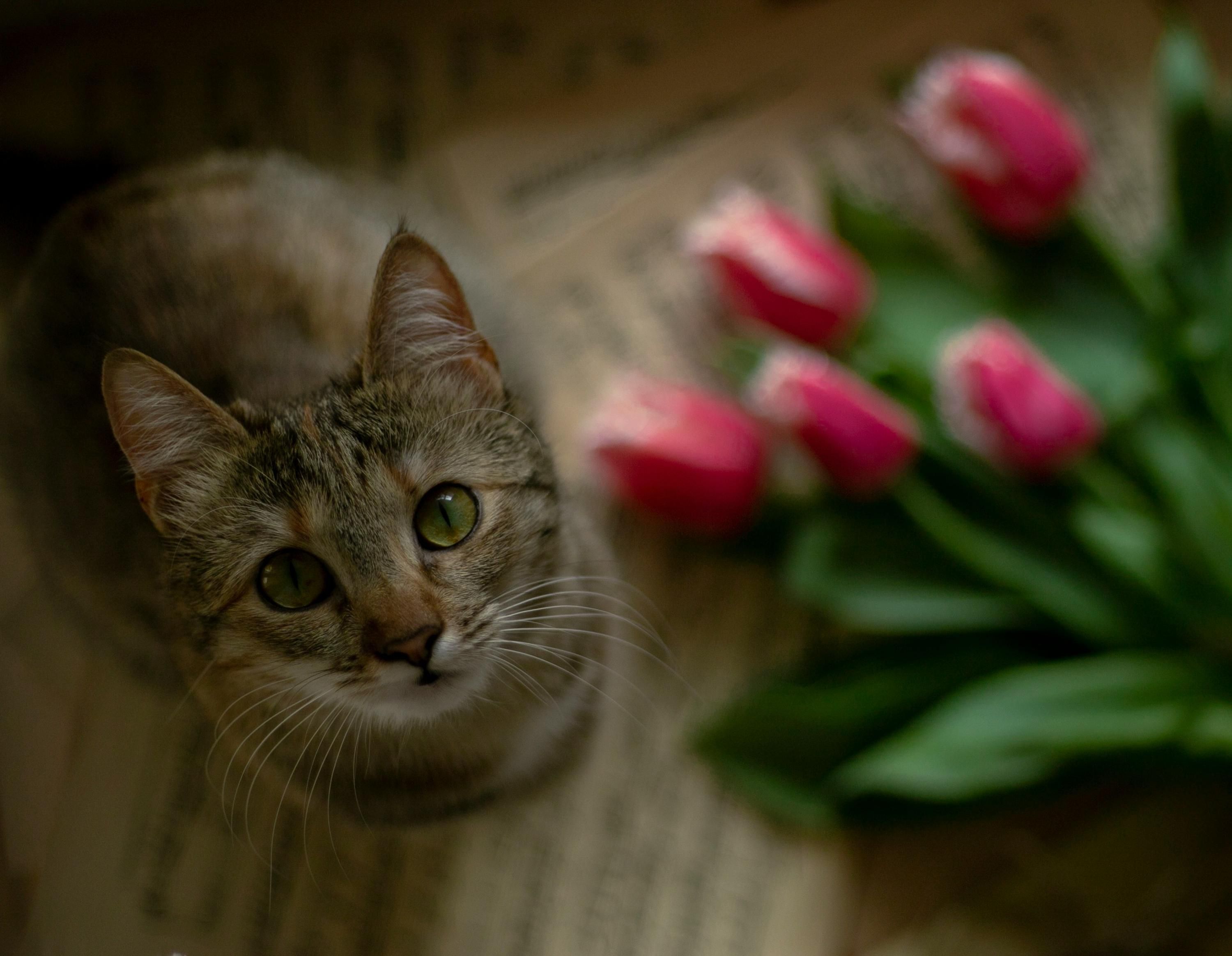 Чому тюльпани небезпечні для котів Чому тюльпани небезпечні для котів