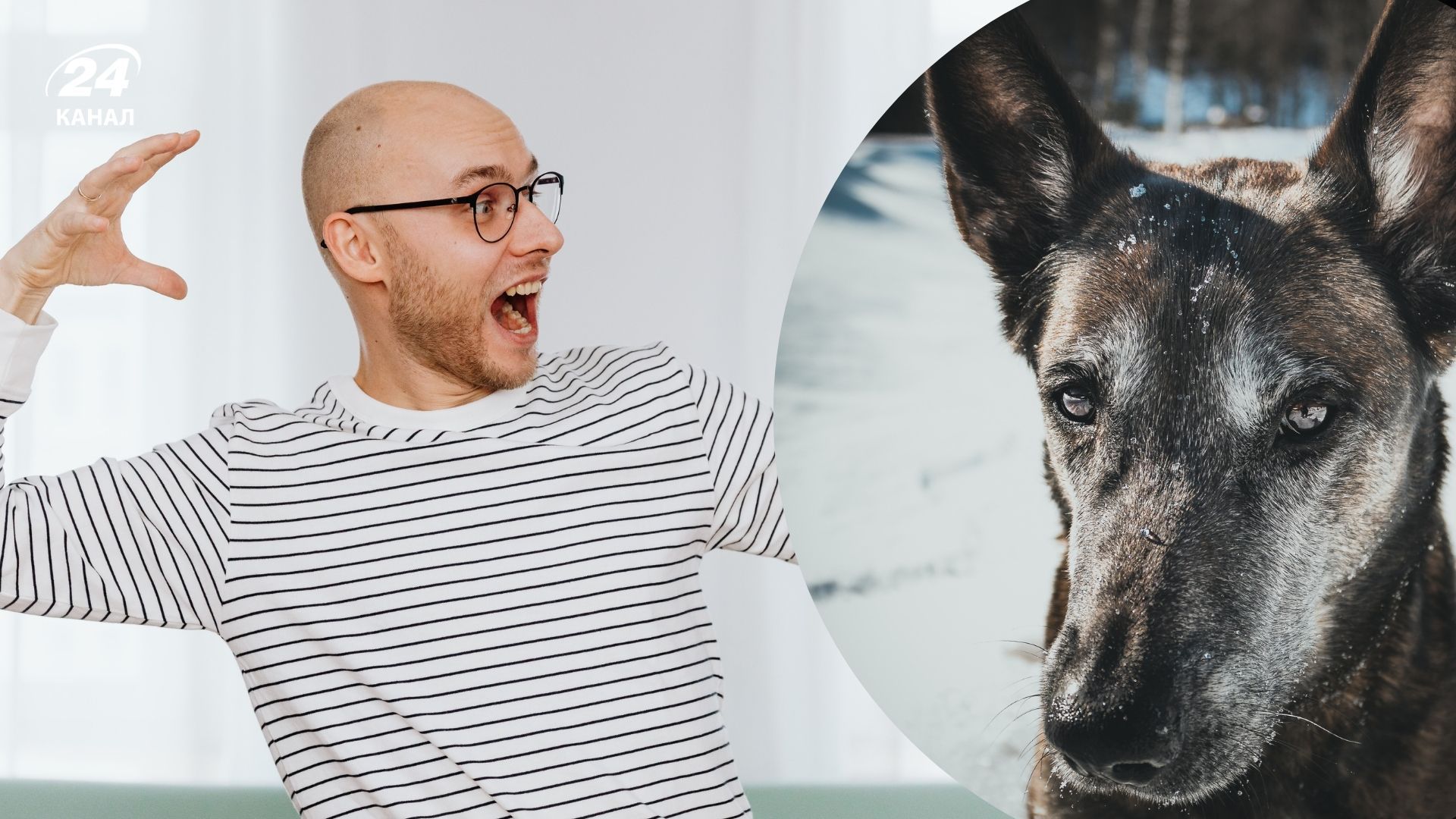 Ветеринары объяснили, почему собаки иногда смотрят искоса