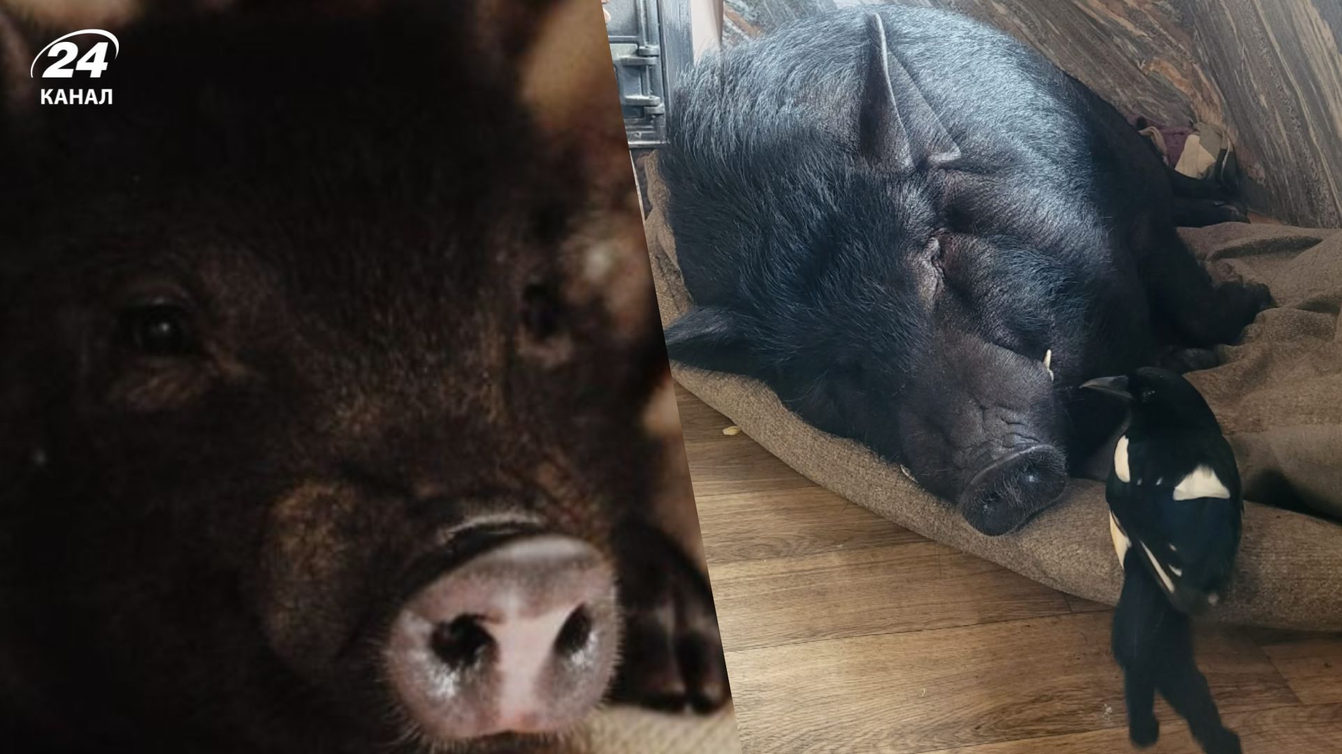 На Буковині живе 150 кілограмовий кабан Гудочок На Буковині живе 150 кілограмовий кабан Гудочок