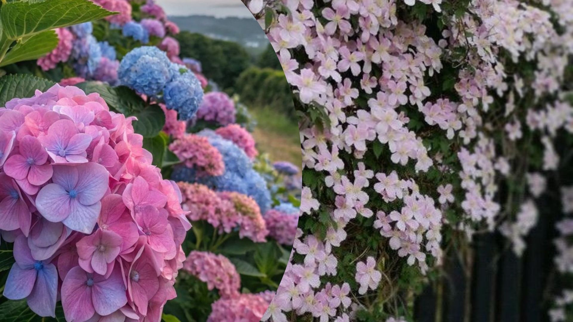Отдельные растения нуждаются в обязательной обрезке в марте