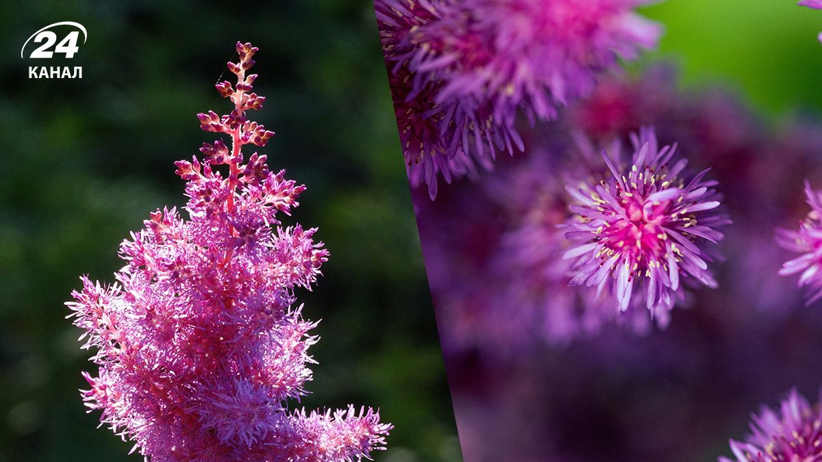 Почему астильба - идеальный многолетник для вашего сада