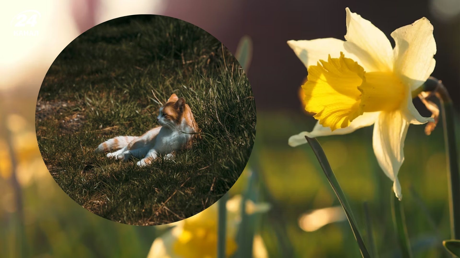 Погода 11 березня - 24 Канал