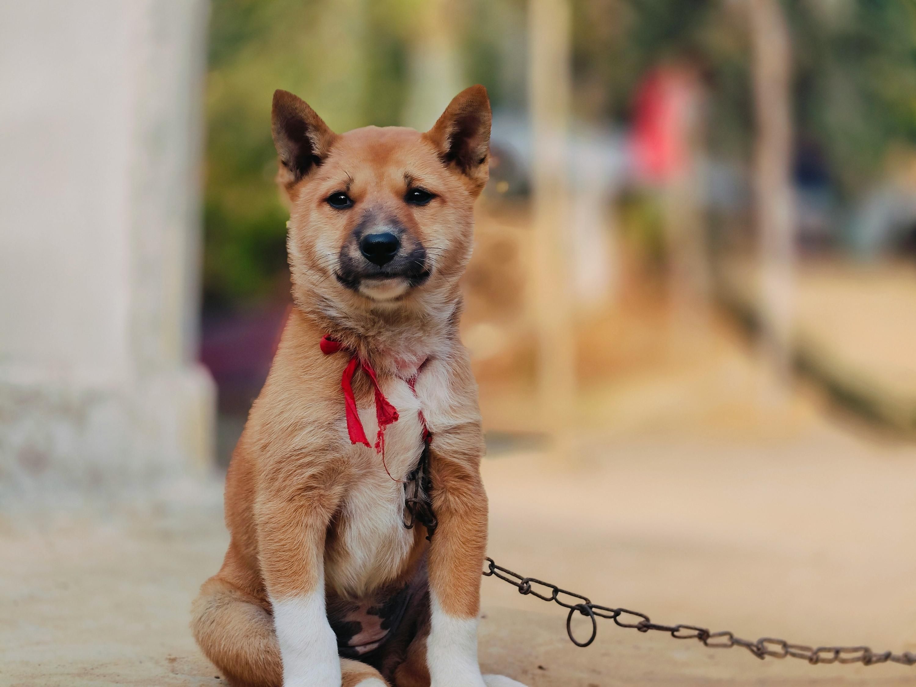 Чи можна тримати собак на ланцюгу Чи можна тримати собак на ланцюгу