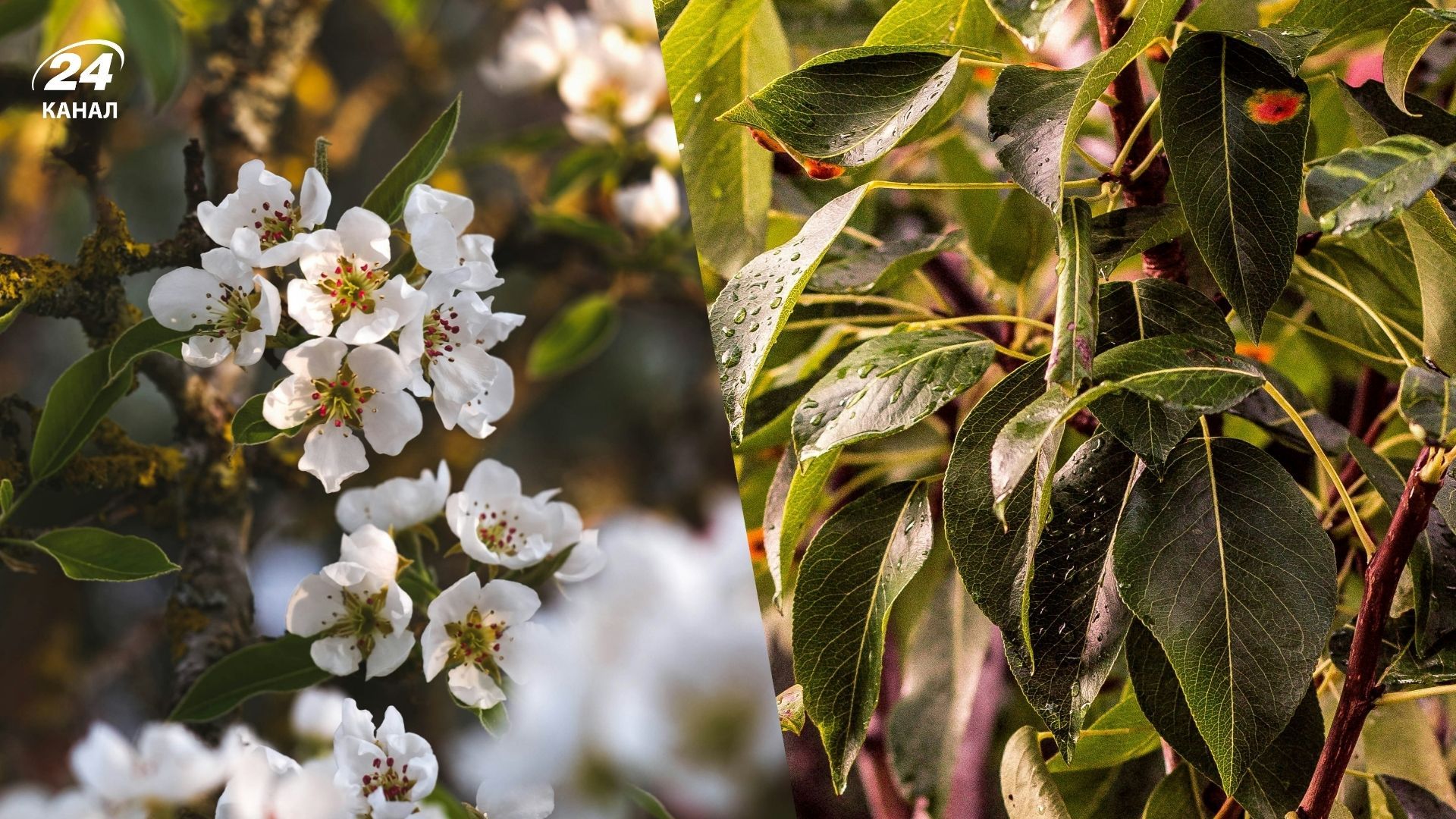 Як обрізати дерева весною