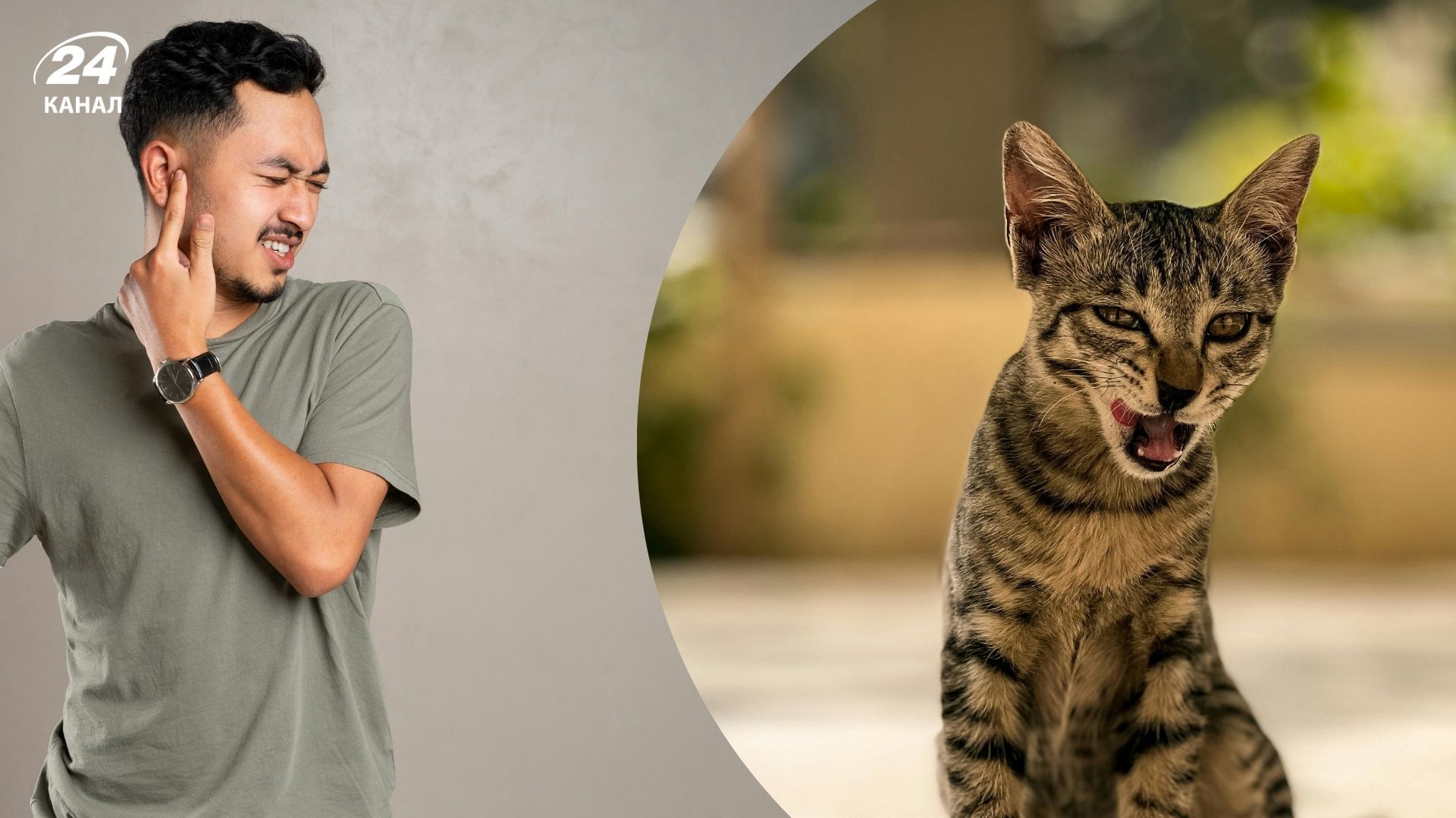 Почему коты странно щелкают зубами Почему коты странно щелкают зубами