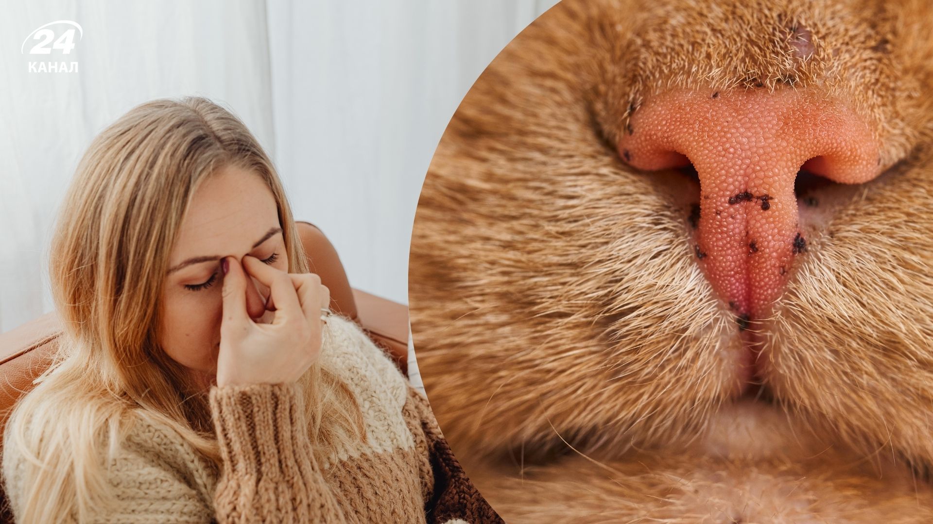 Які аромати коти ненавидять найбільше