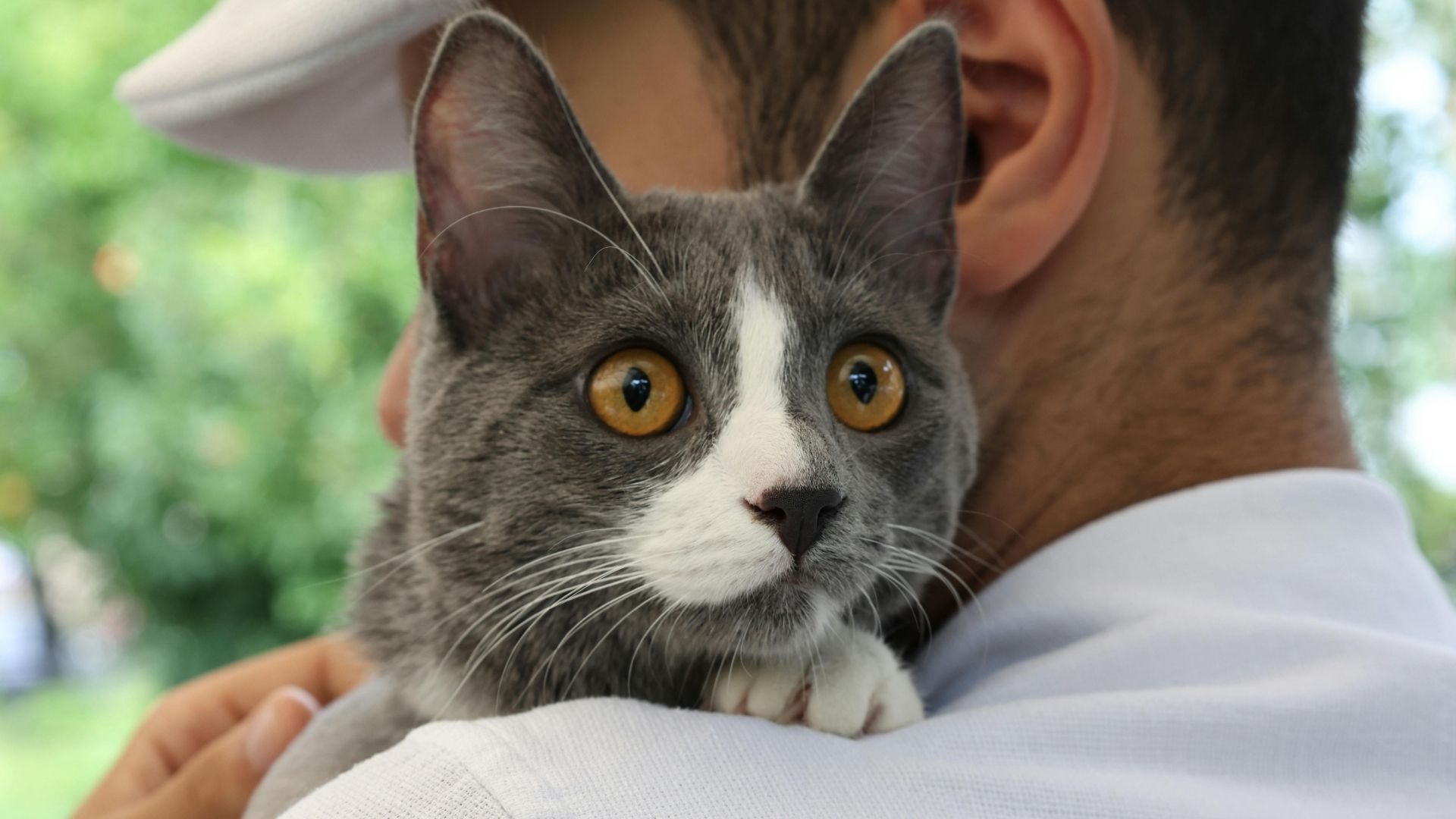 Чи справді коти розуміють, коли ви з ними говорите