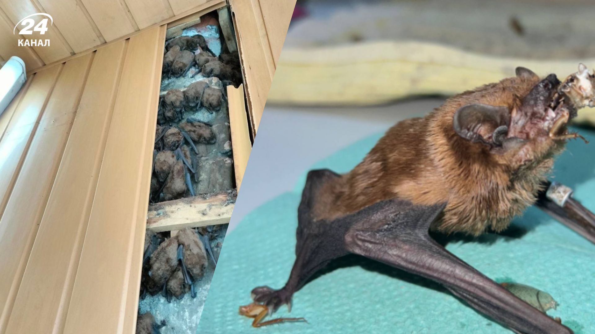 В квартире в Харькове нашли 900 летучих мышей В квартире в Харькове нашли 900 летучих мышей