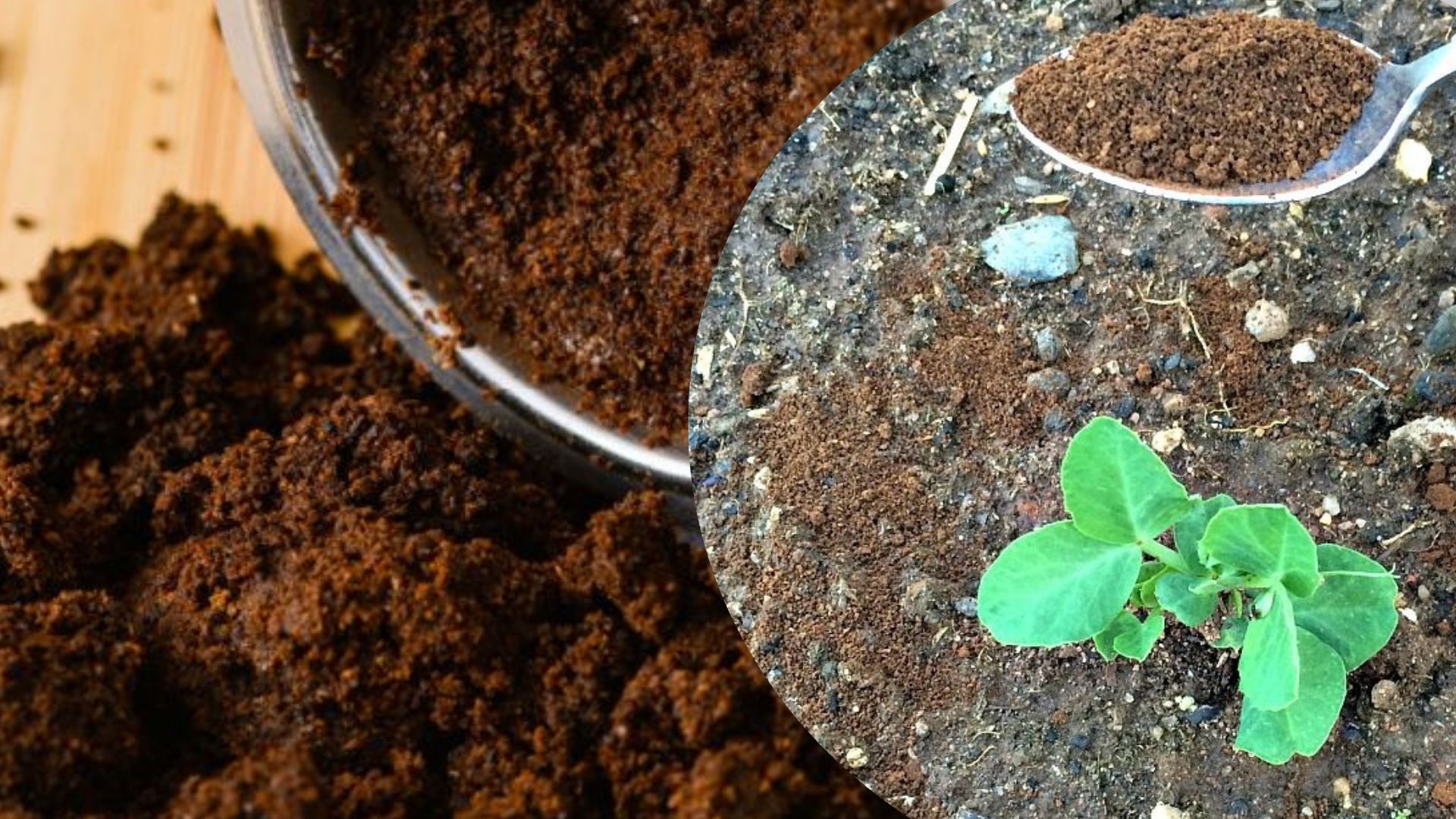 Свежая кофейная гуща только навредит рассаде