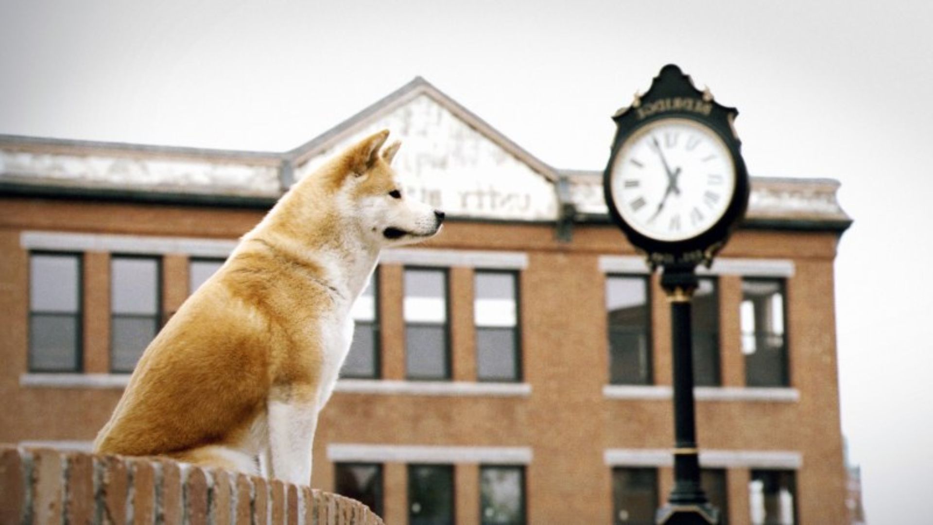 Що відомо про легендарного пса Хатіко Що відомо про легендарного пса Хатіко