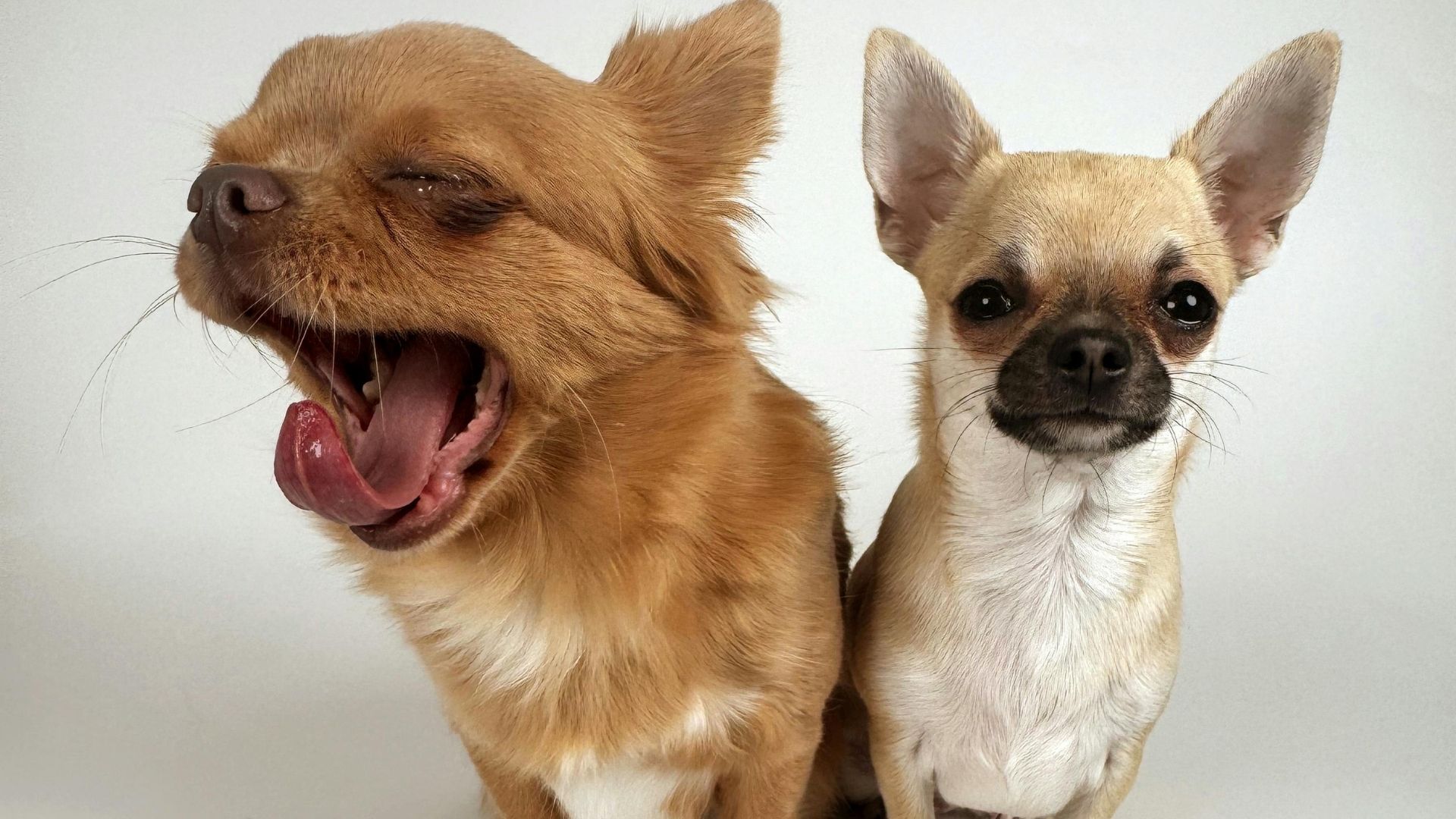 Чому маленькі собаки здаються злими