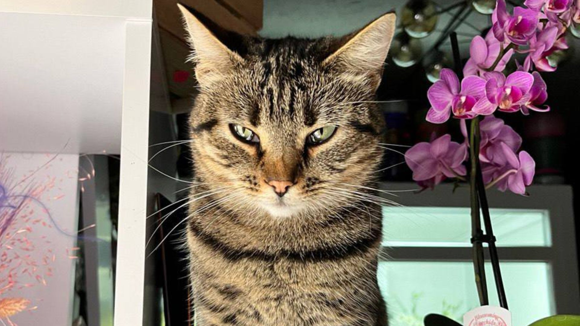 Поради перед заведенням кота