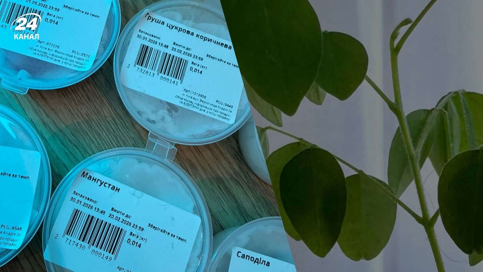 Магазин подарував насіння