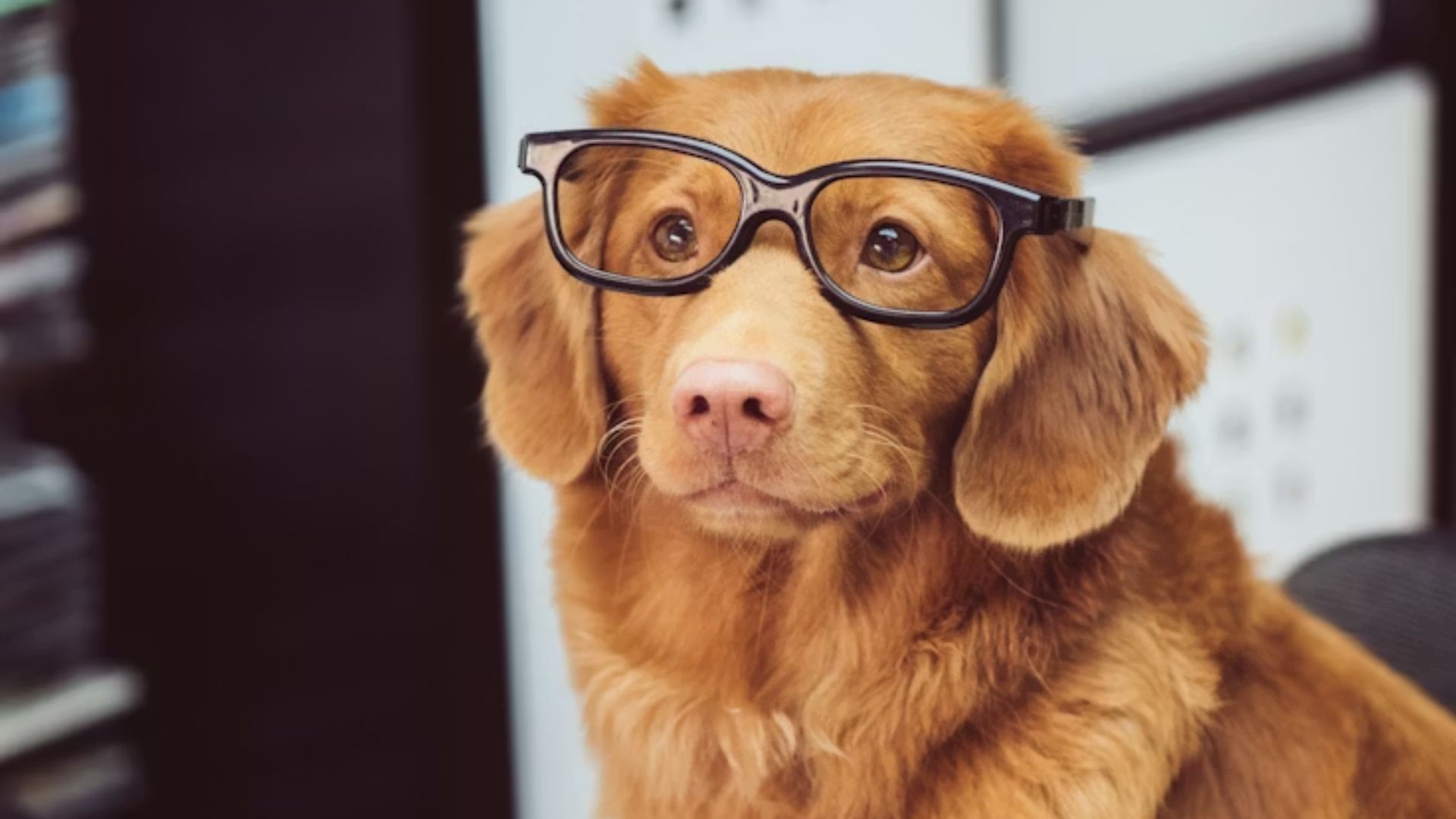 Найрозумніша порода собак у світі