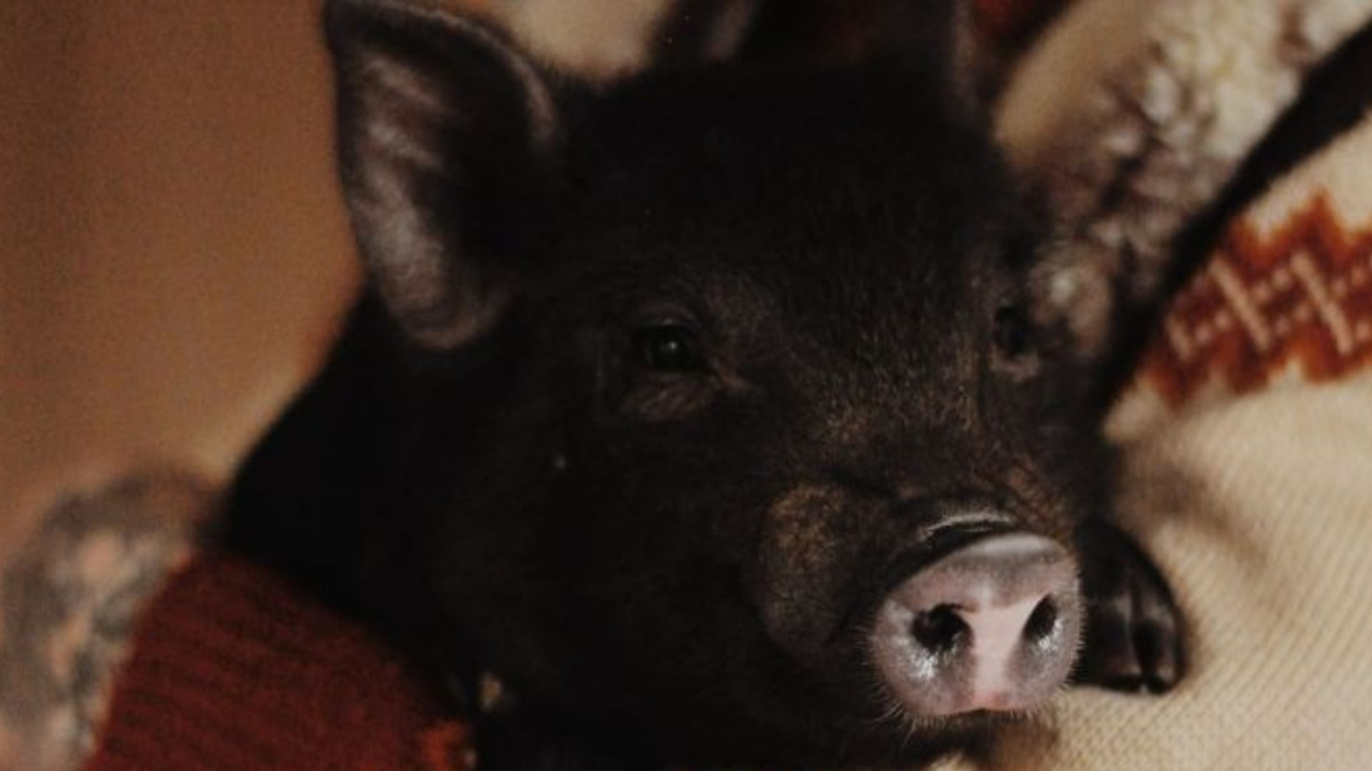 Мрія про мініпіга перетворилася на 150-кілограмового друга Мрія про мініпіга перетворилася на 150-кілограмового друга