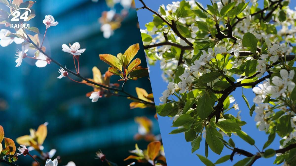 Прогноз погоди в Україні на 15 березня 2026 року