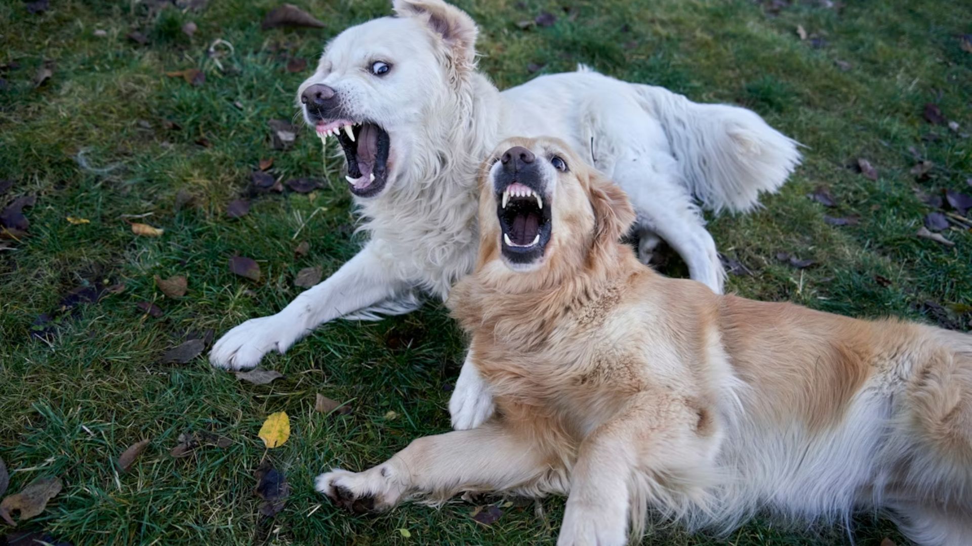Самые опасные породы собак Самые опасные породы собак