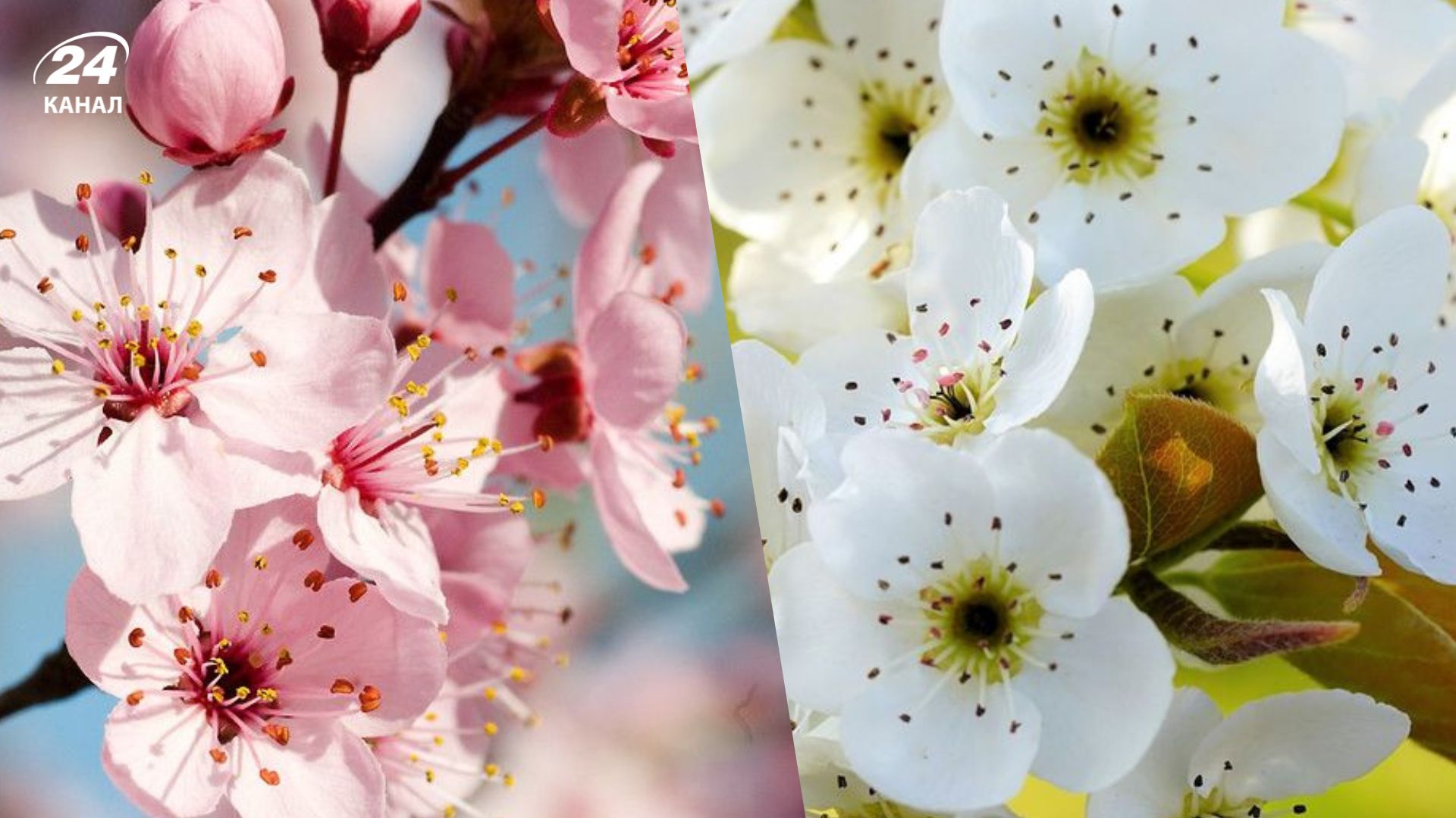 Деякі плодові дерева треба обрізати на початку весни