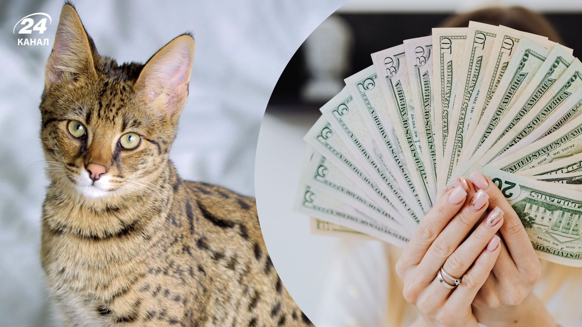 Чем особенна экзотическая порода саванна Чем особенна экзотическая порода саванна