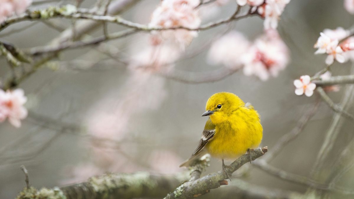 Прогноз погоди в Україні на 16 березня 2026 року