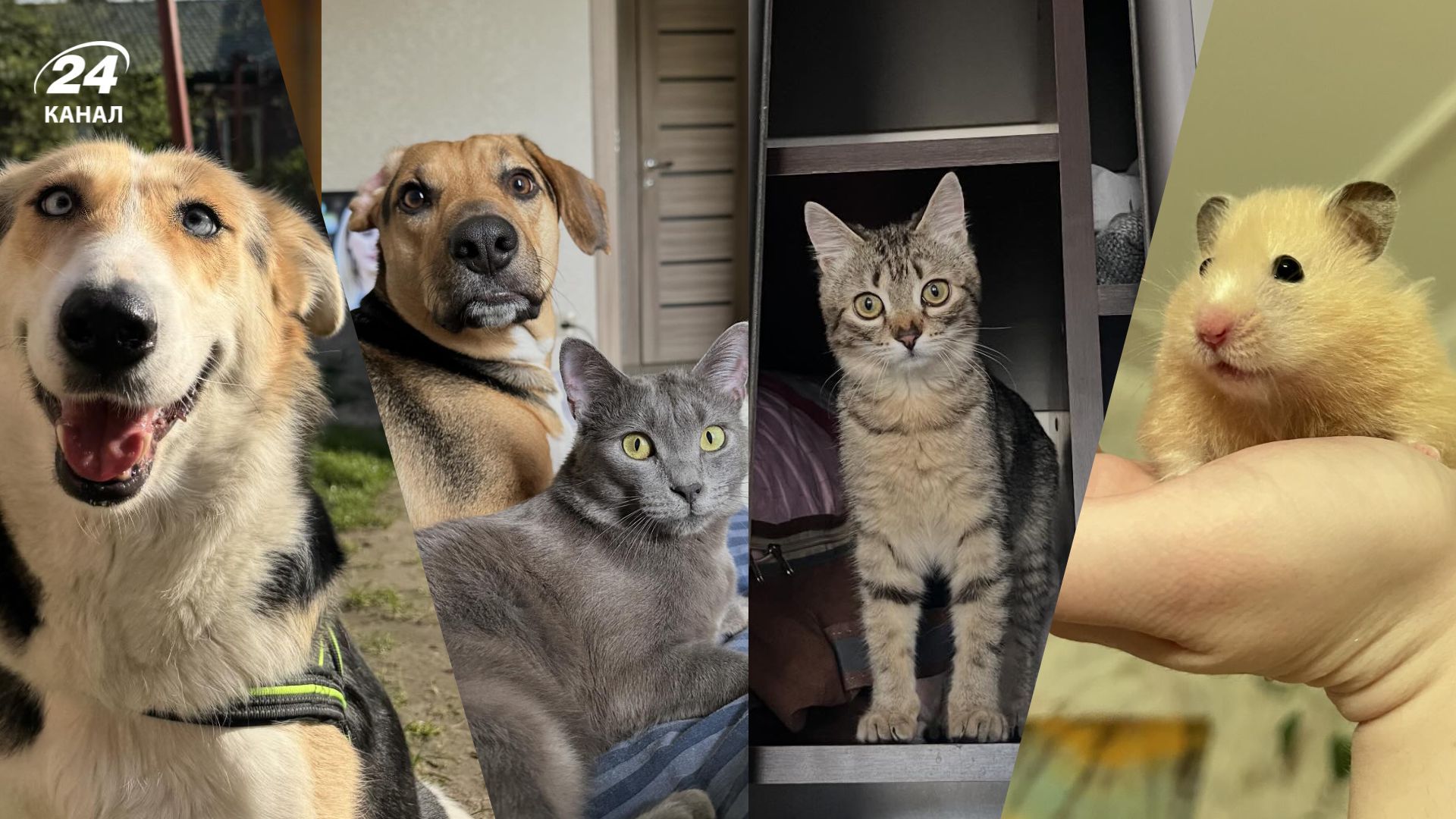 Домашні улюбленці, які знайшли прихисток у нових сім'ях