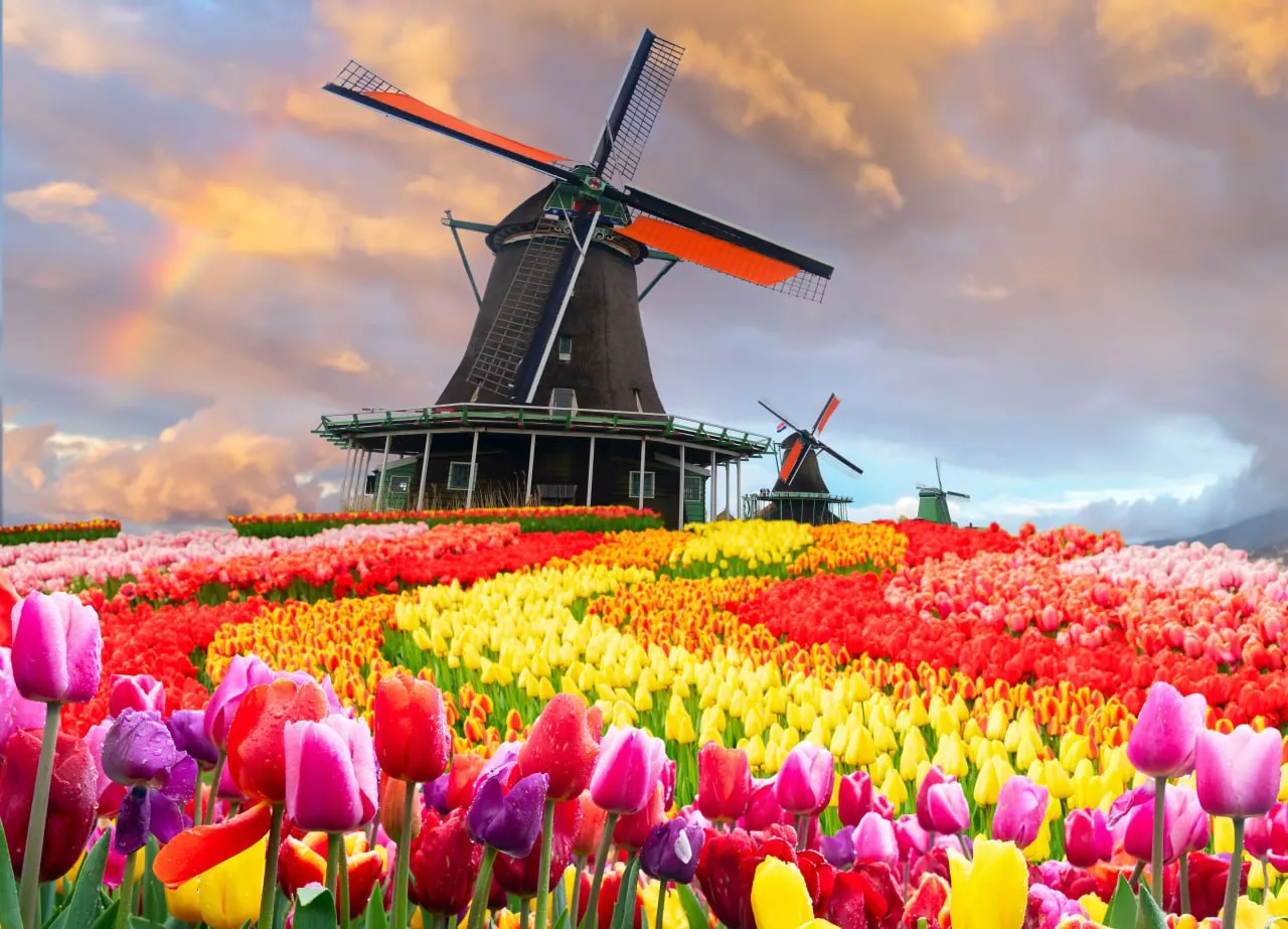 Тюльпаны в Нидерландах