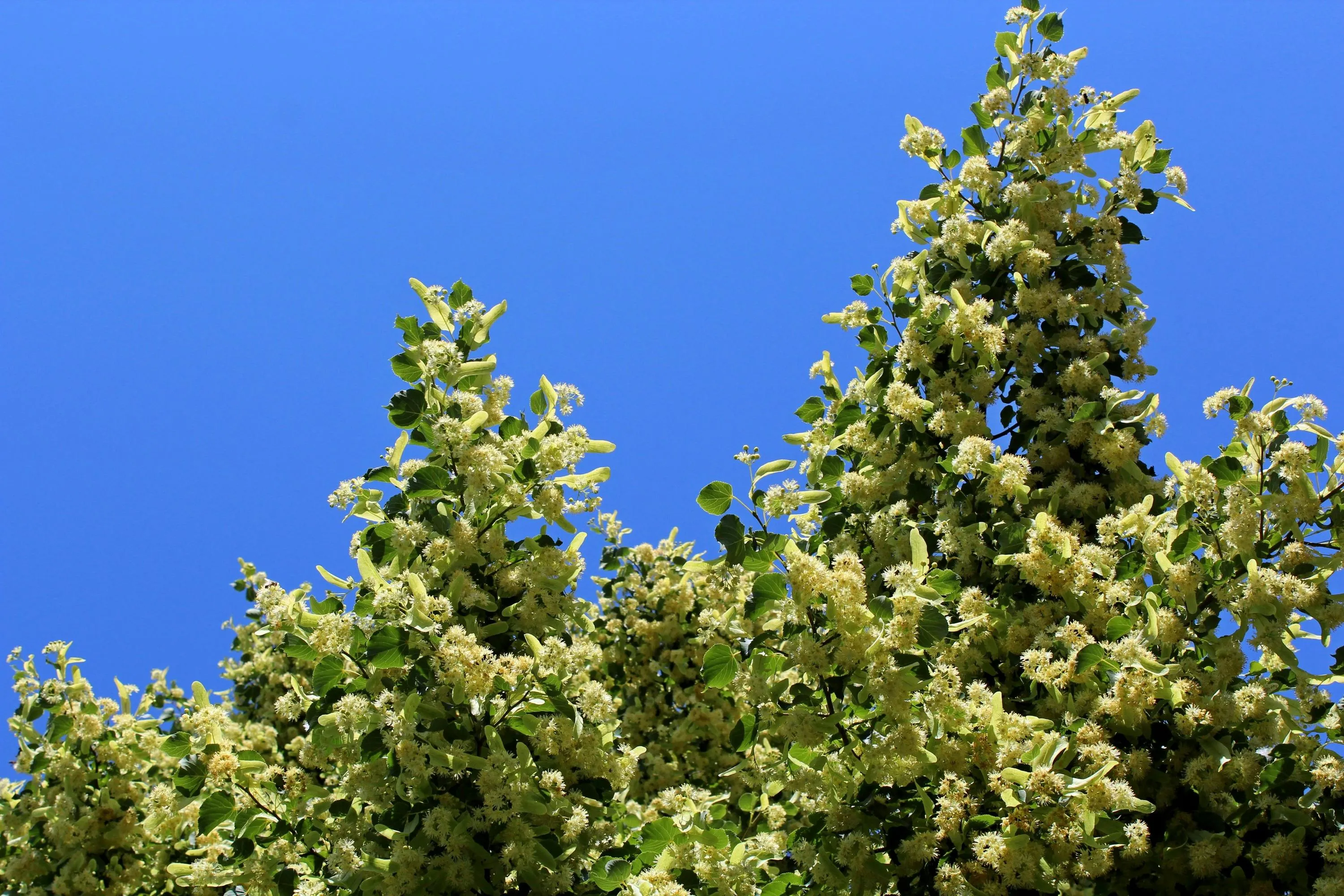 Українці дуже люблять липове дерево / Фото Pexels