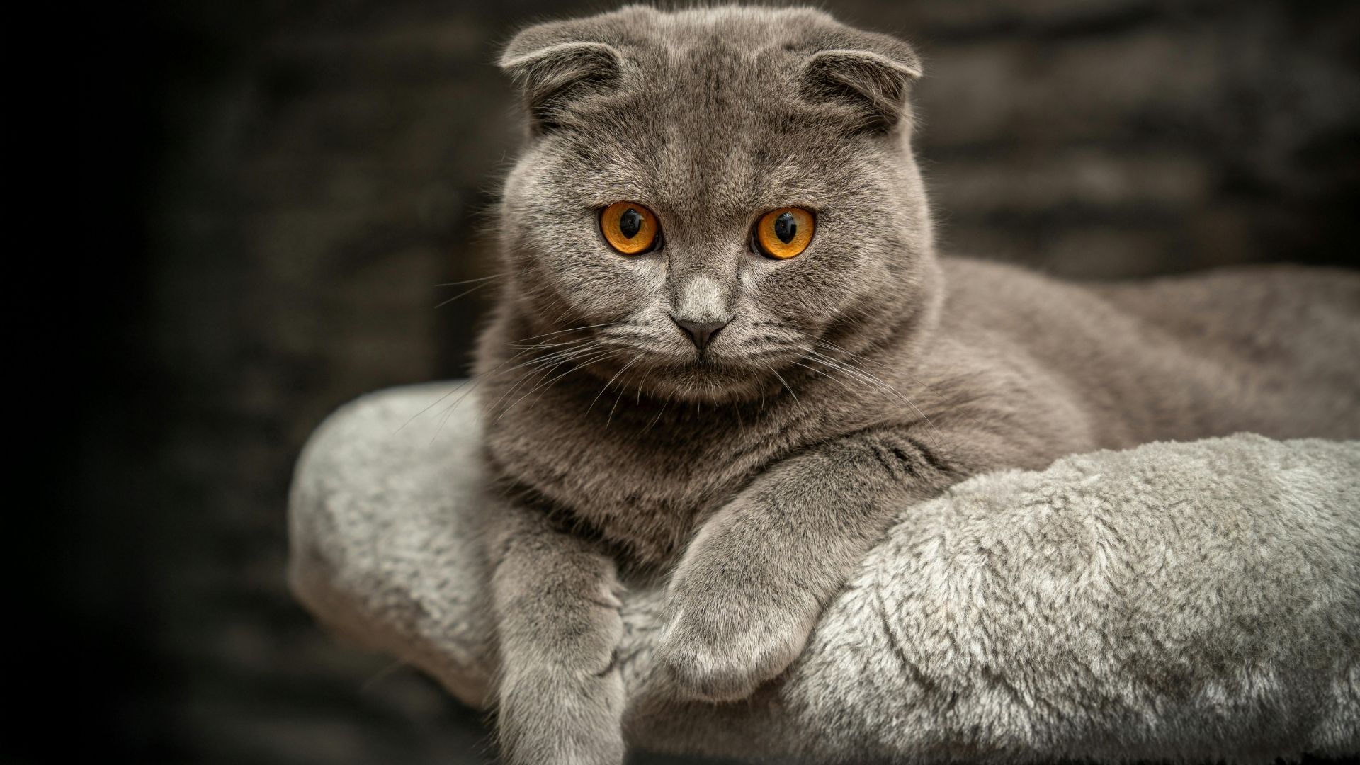 Смокі, Перл чи Шторм: найкращі імена для сірих котів і кішок