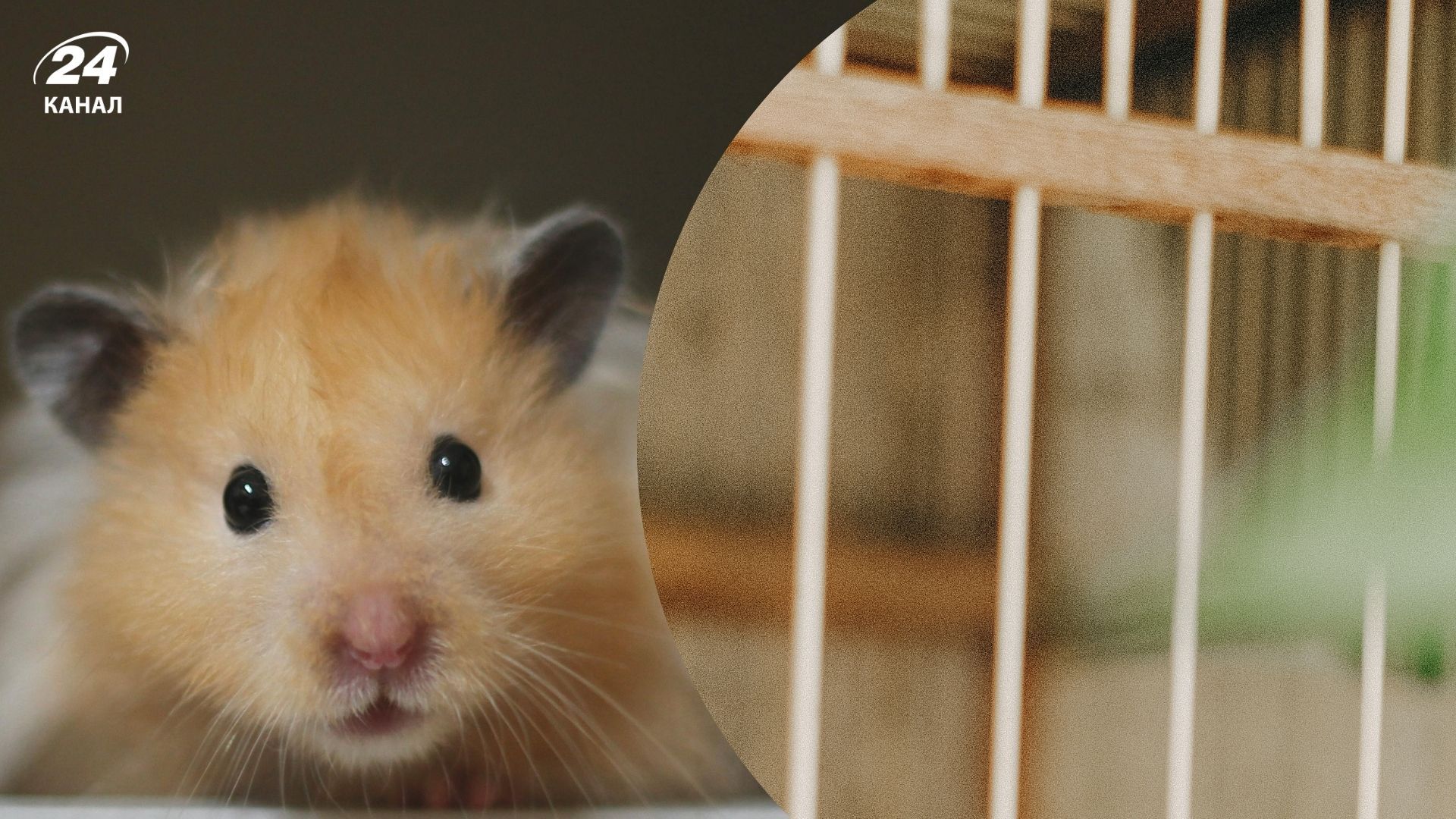 . Експерти пояснили, чому хом’яки гризуть прути клітки