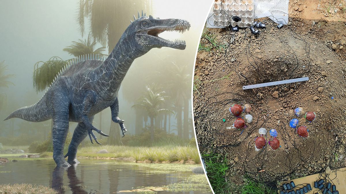 Динозаври висиджували яйця не так ефективно, як сучасні птахи – дослідження вчених